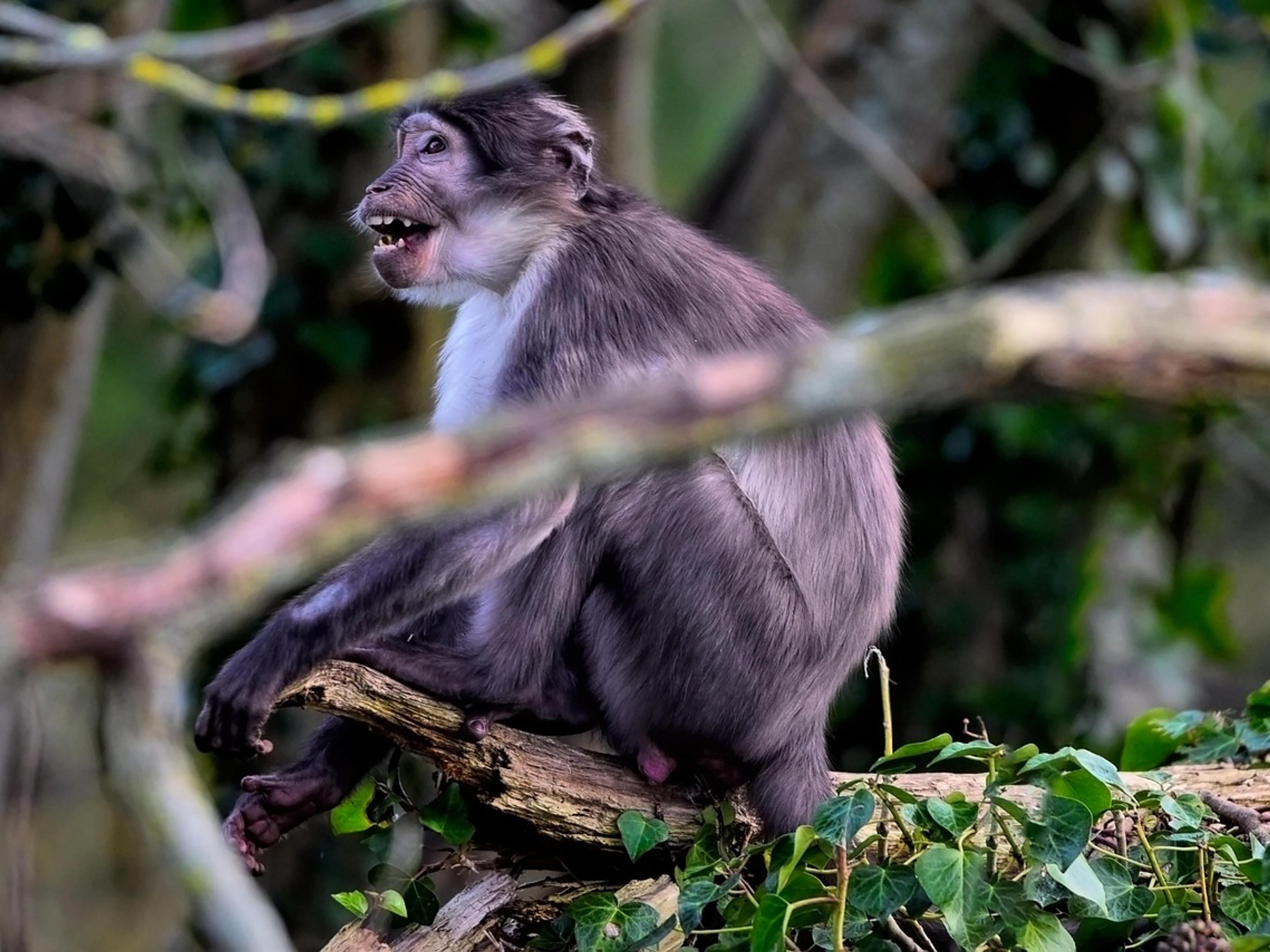 A white-naped mangabey with dark grey fur sitting on a branch among green leaves