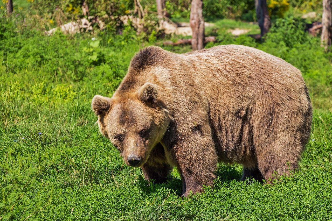 A brown bear in a forest
