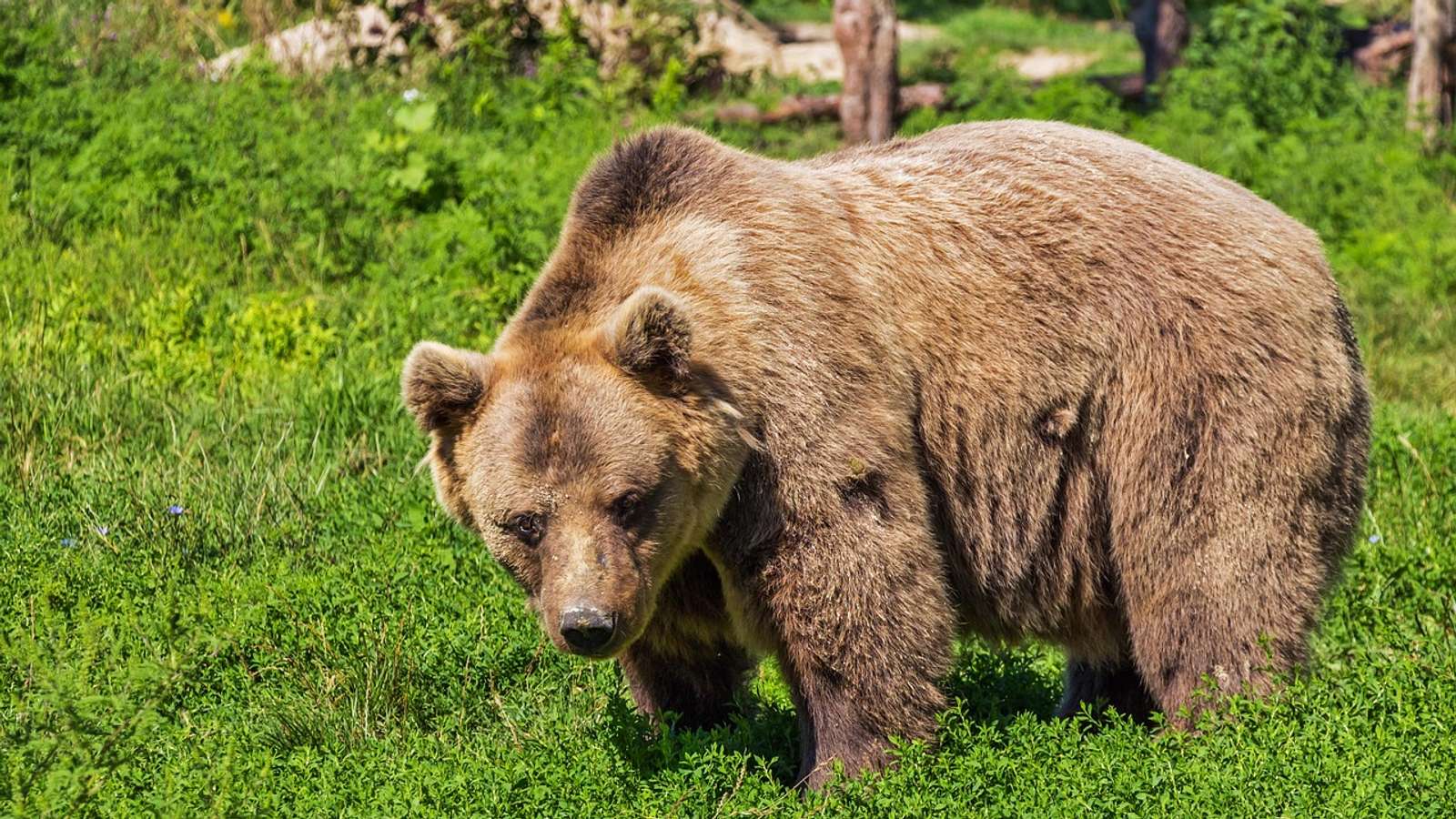 A brown bear in a forest