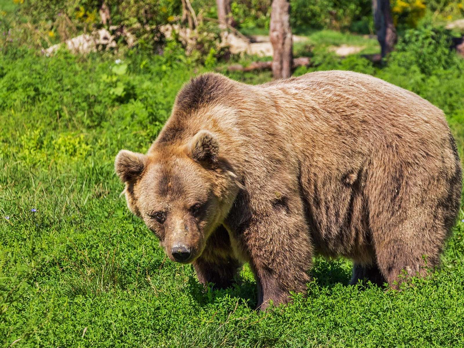 A brown bear in a forest