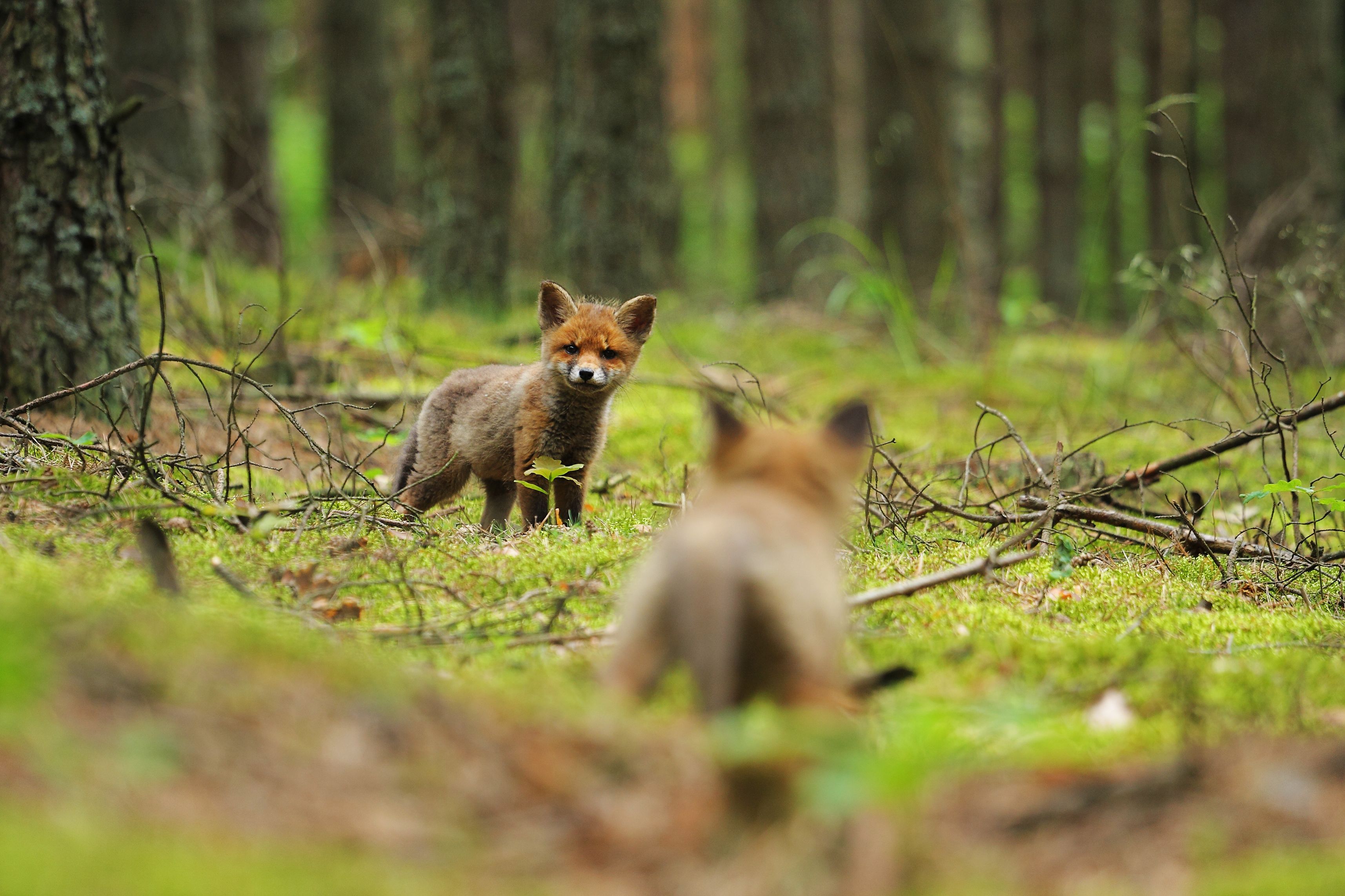 Young fox cubs playing together in a natural woodland setting with green grass and foliage.