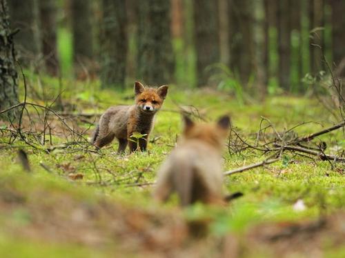 Young fox cubs playing together in a natural woodland setting with green grass and foliage.