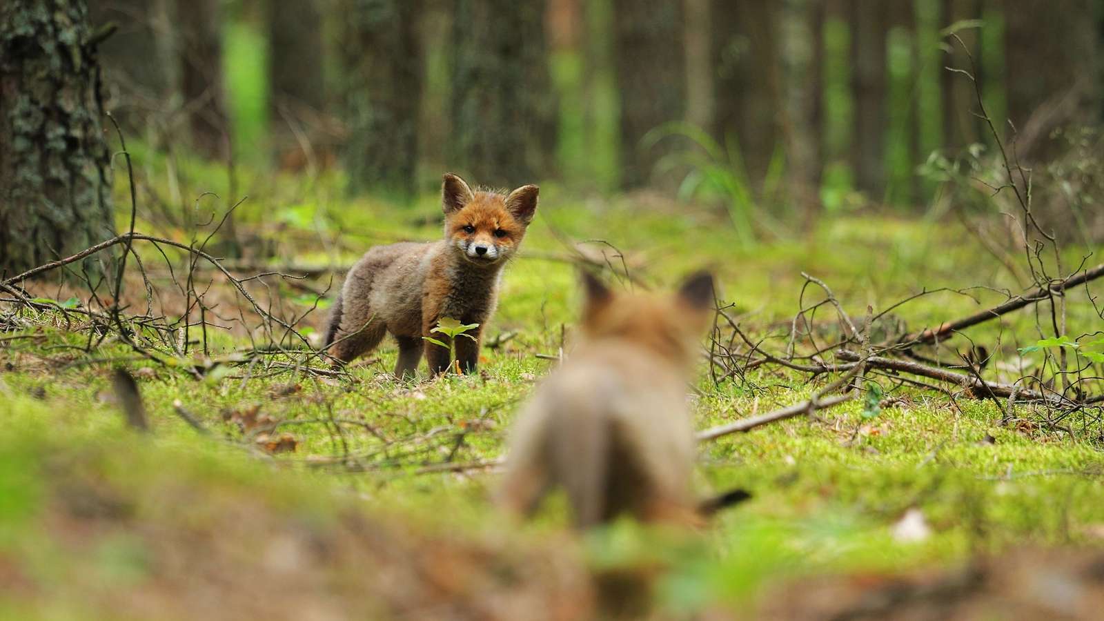 Young fox cubs playing together in a natural woodland setting with green grass and foliage.