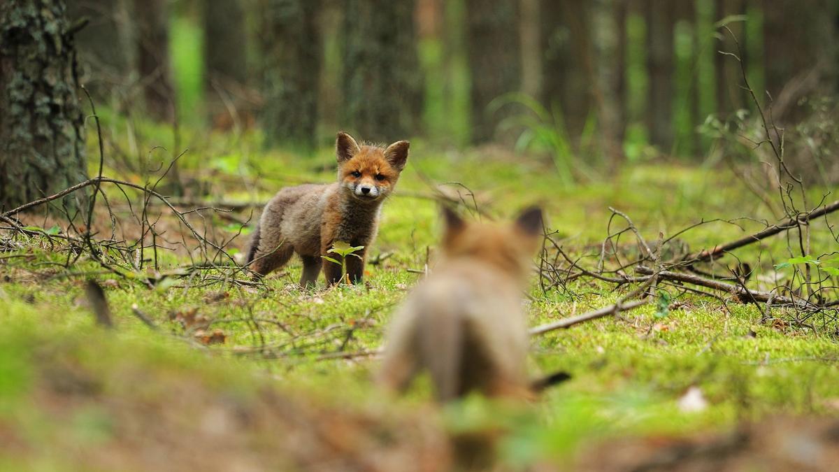 Young fox cubs playing together in a natural woodland setting with green grass and foliage.