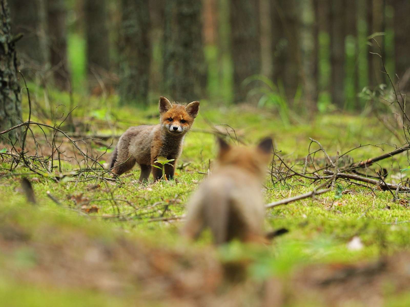 Young fox cubs playing together in a natural woodland setting with green grass and foliage.