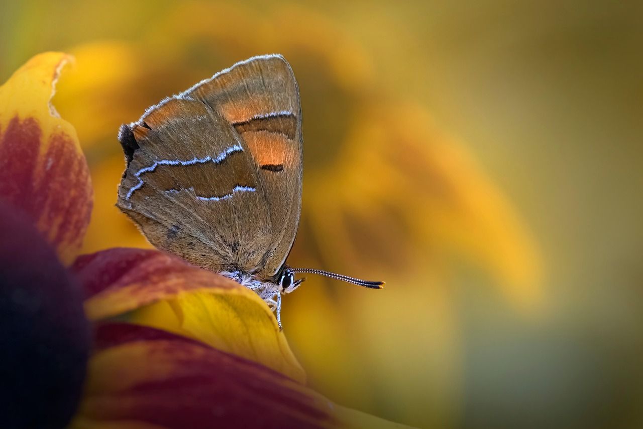 A brown hairstreak, a European relative of the butterflies in the project