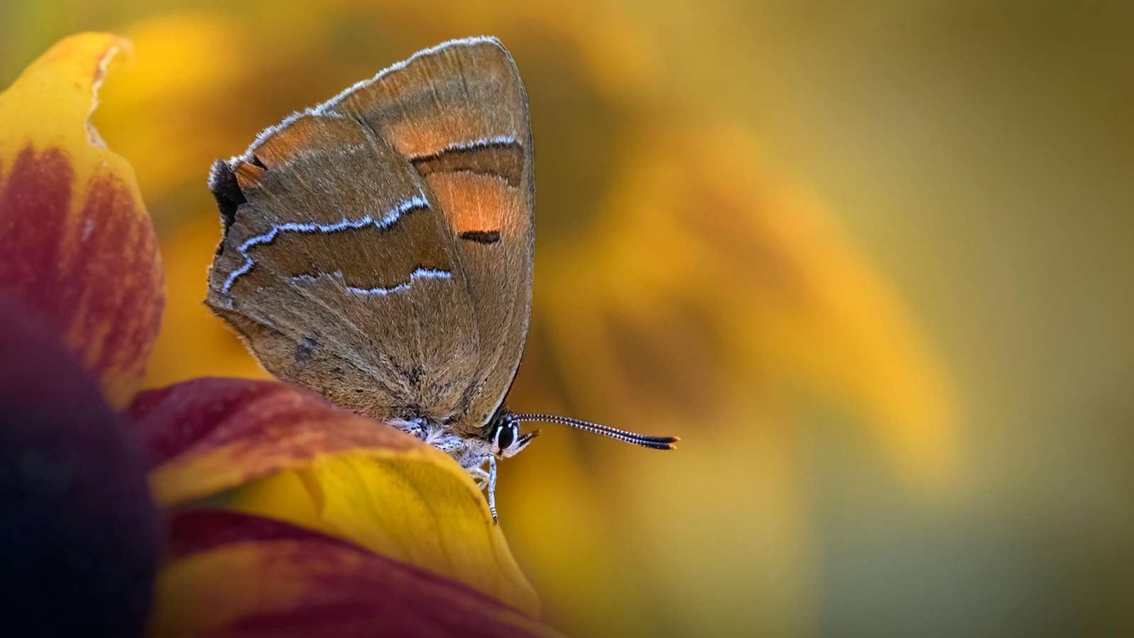 A brown hairstreak, a European relative of the butterflies in the project