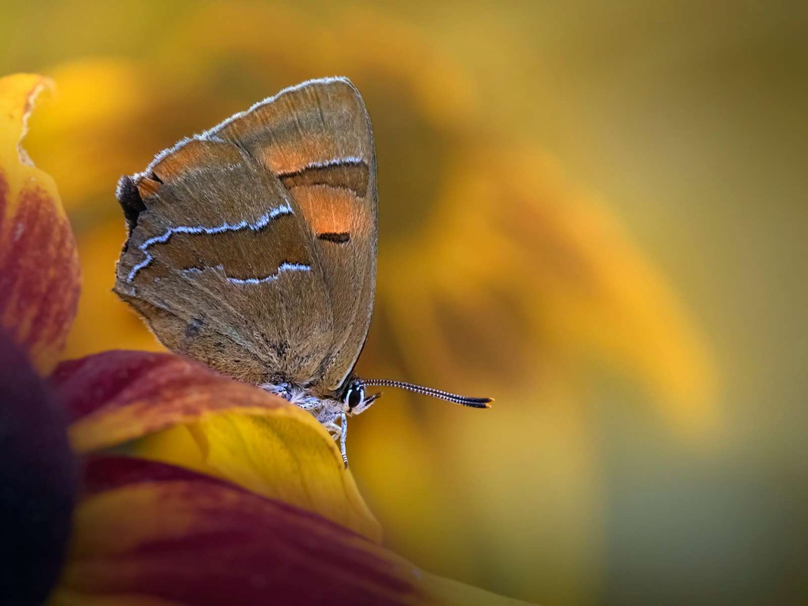 A brown hairstreak, a European relative of the butterflies in the project