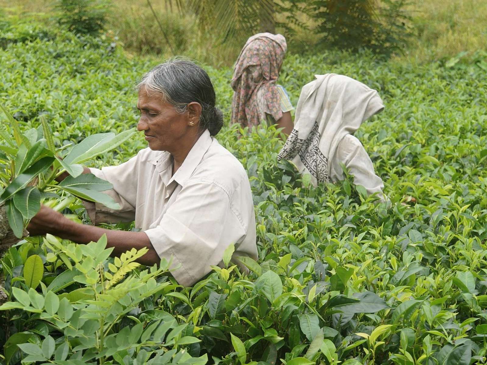 A worker picking tea on a plantation in Sri Lanka