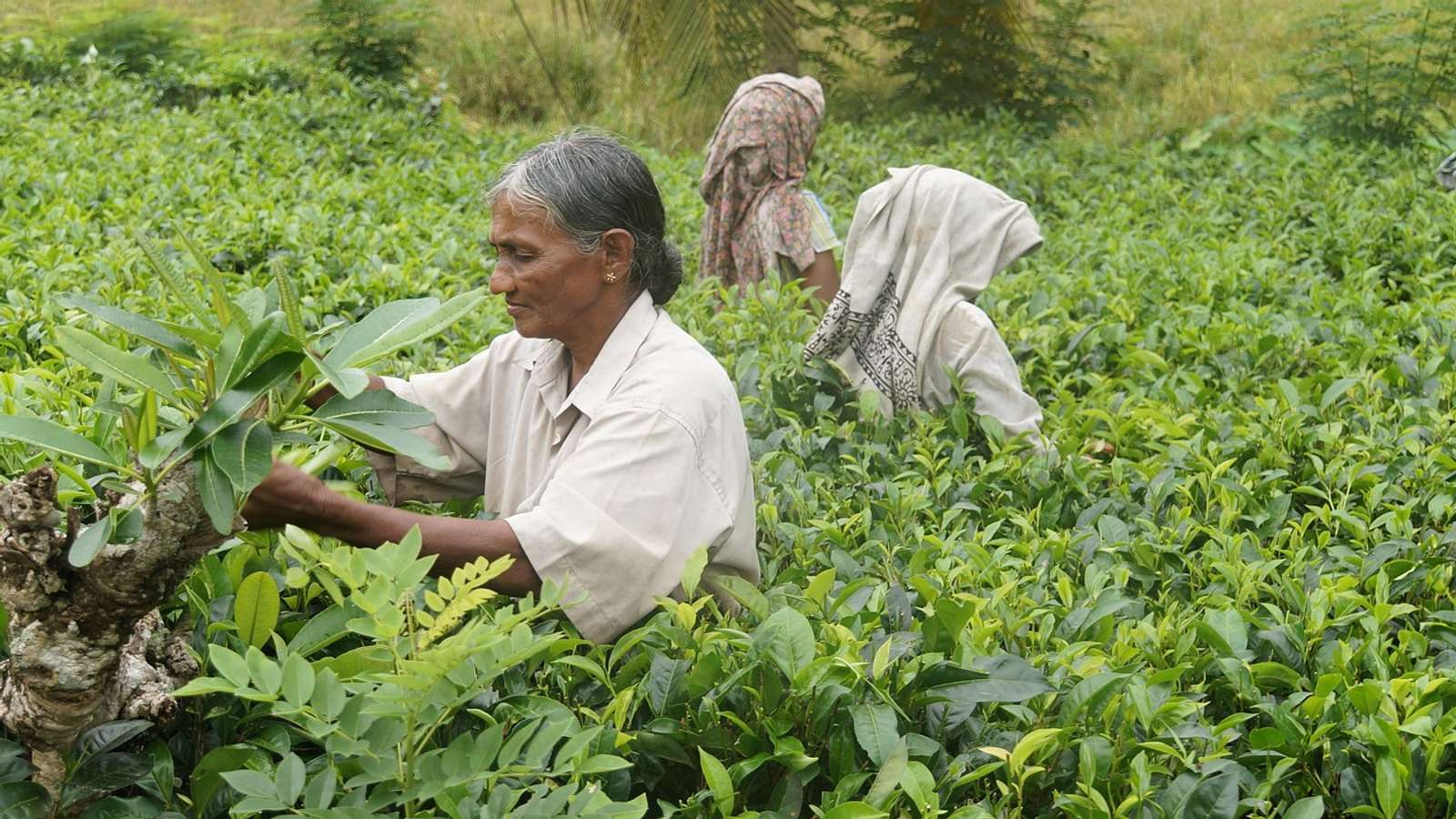 A worker picking tea on a plantation in Sri Lanka