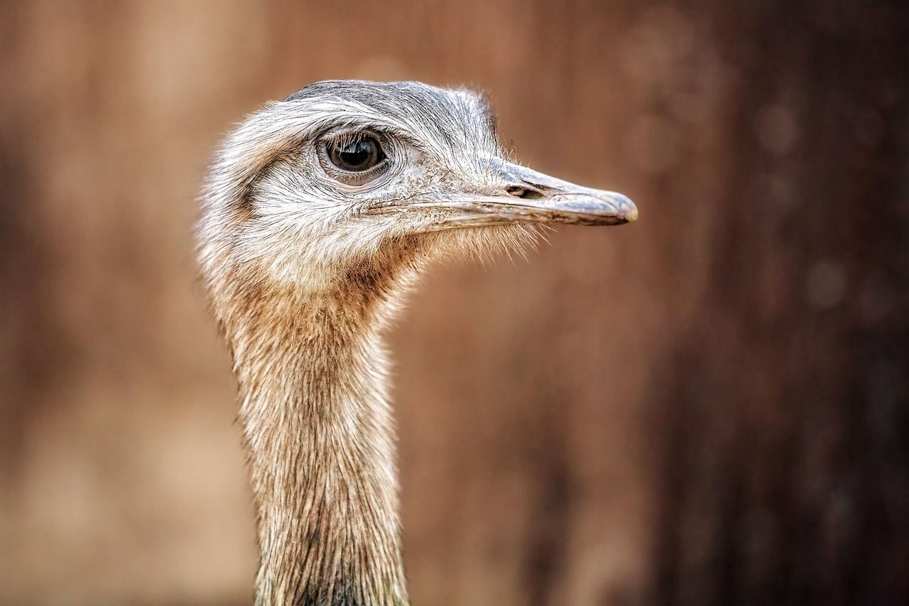 Close-up of the head and neck of a greater rhea, a relative of Darwin's rhea