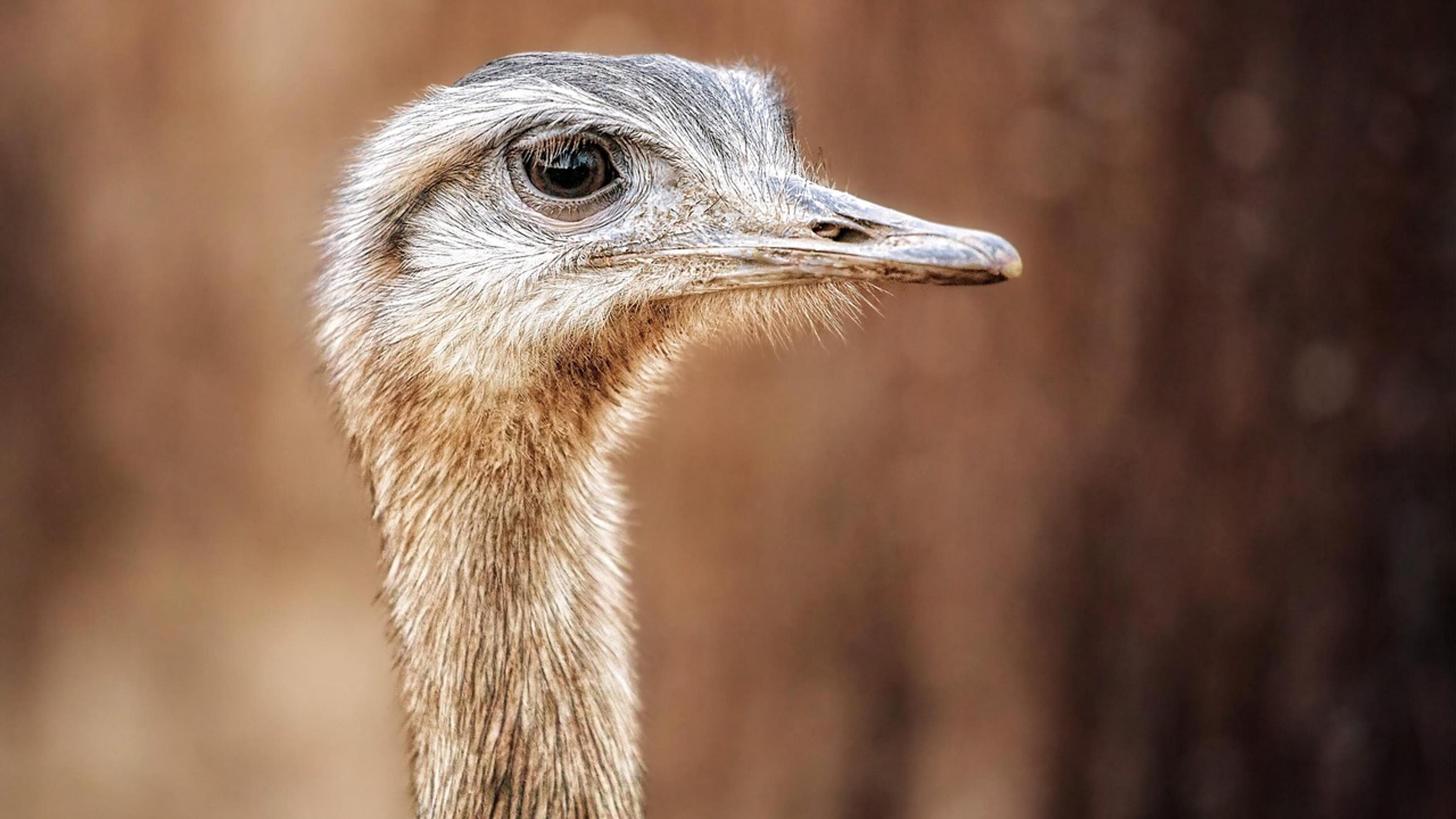 Close-up of the head and neck of a greater rhea, a relative of Darwin's rhea