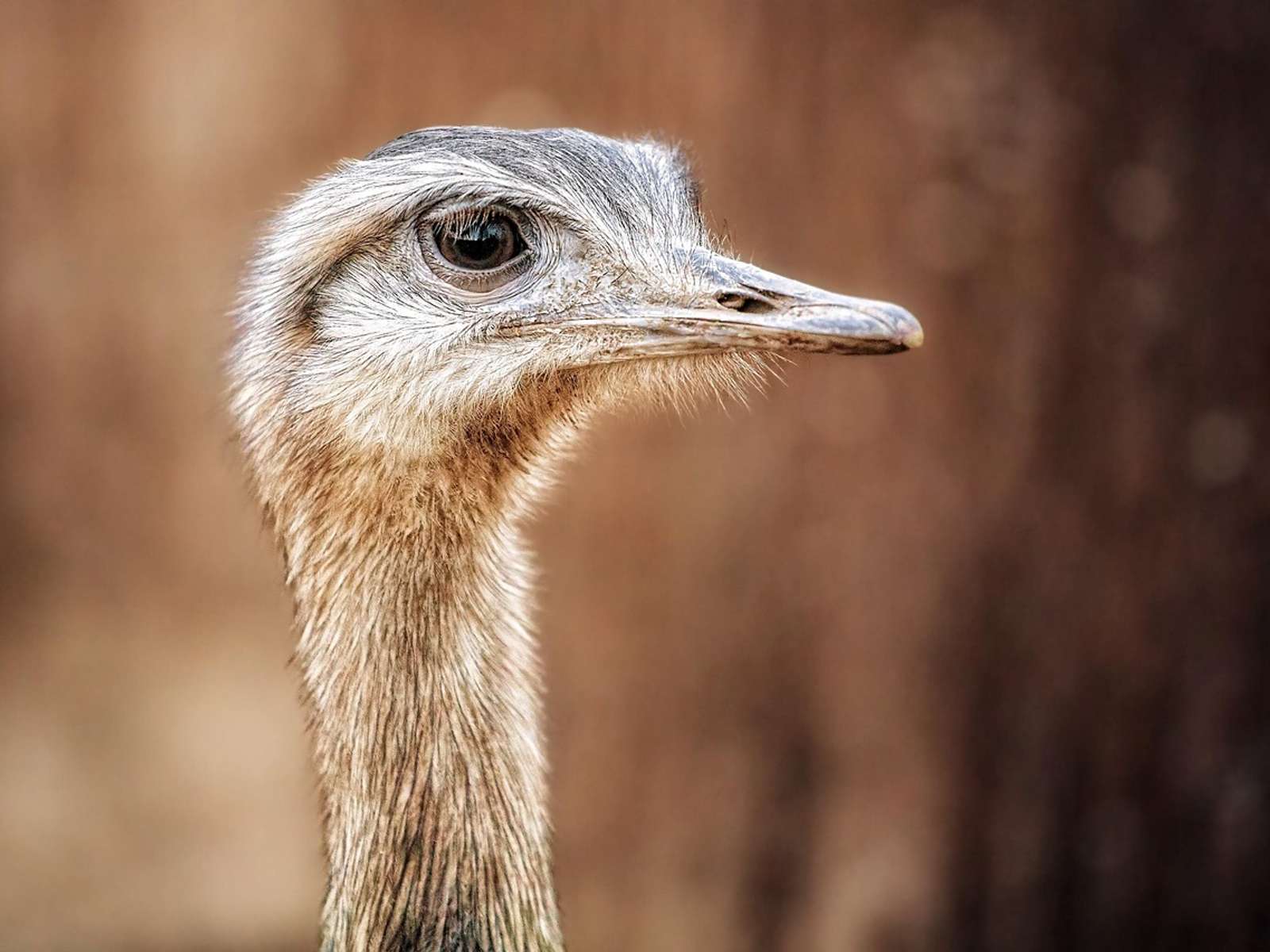 Close-up of the head and neck of a greater rhea, a relative of Darwin's rhea