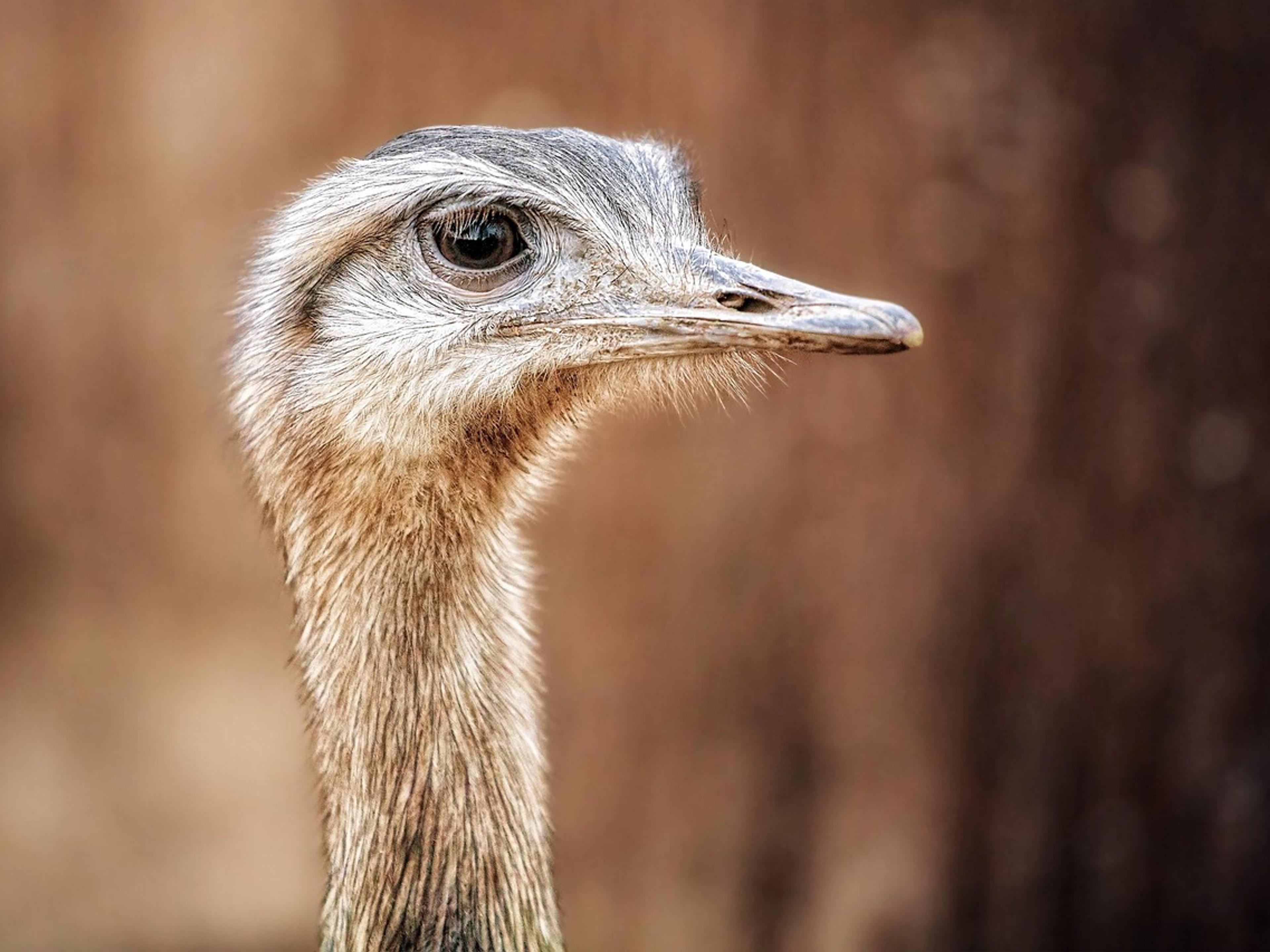 Close-up of the head and neck of a greater rhea, a relative of Darwin's rhea
