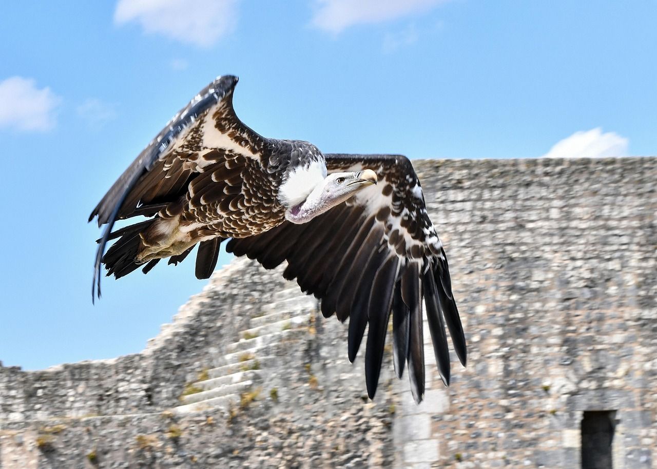 A griffon vulture in flight