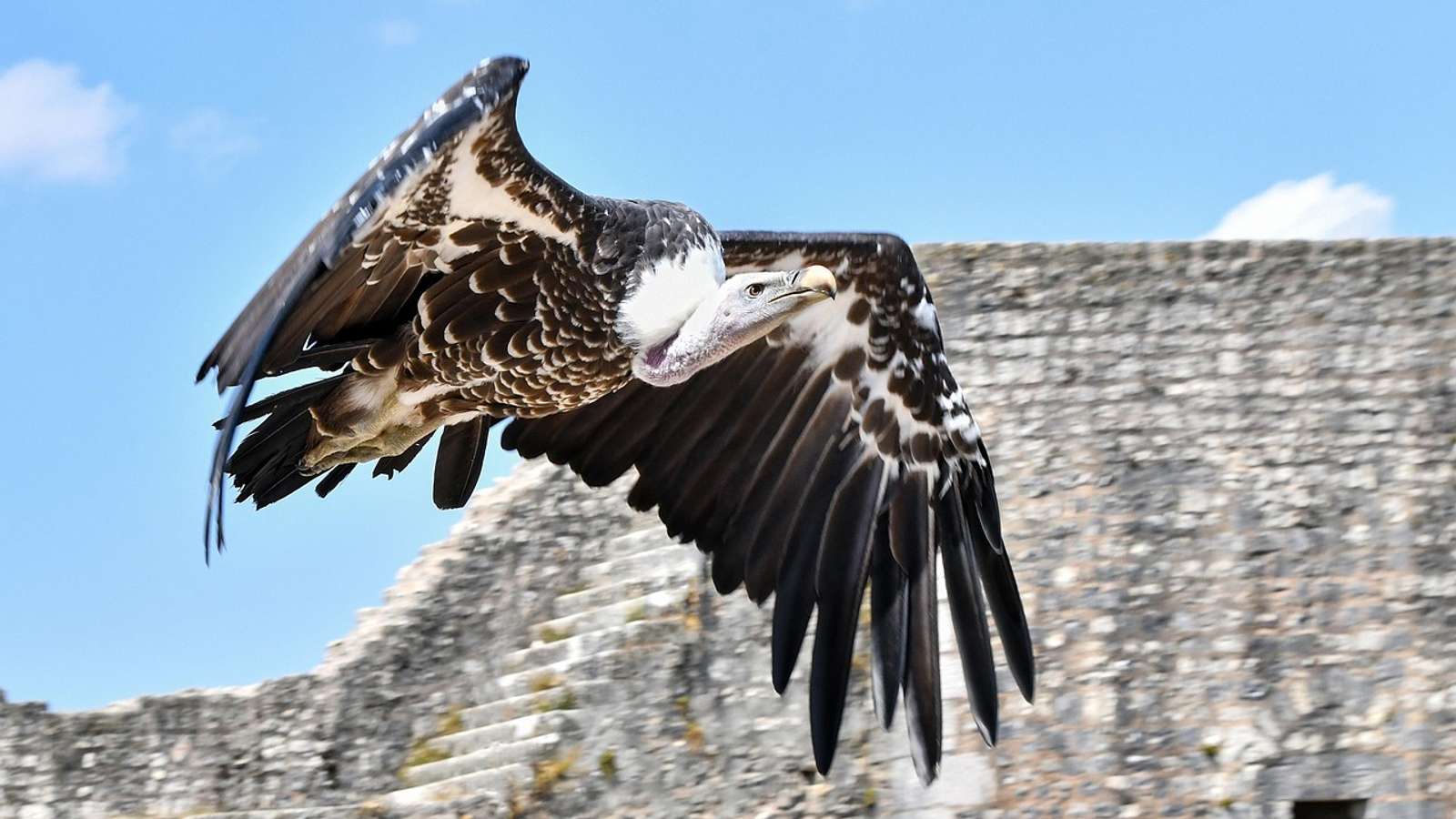 A griffon vulture in flight