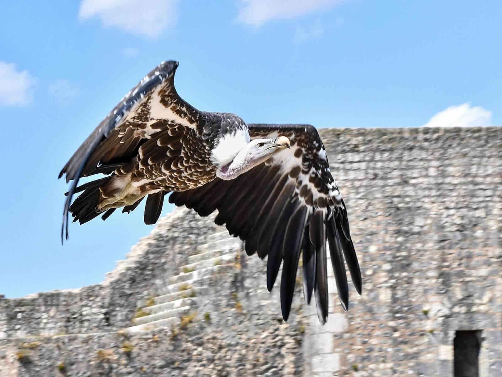 A griffon vulture in flight