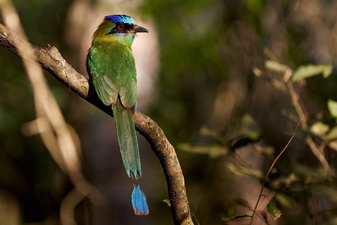 A blue-capped motmot, a related species, perched on a branch