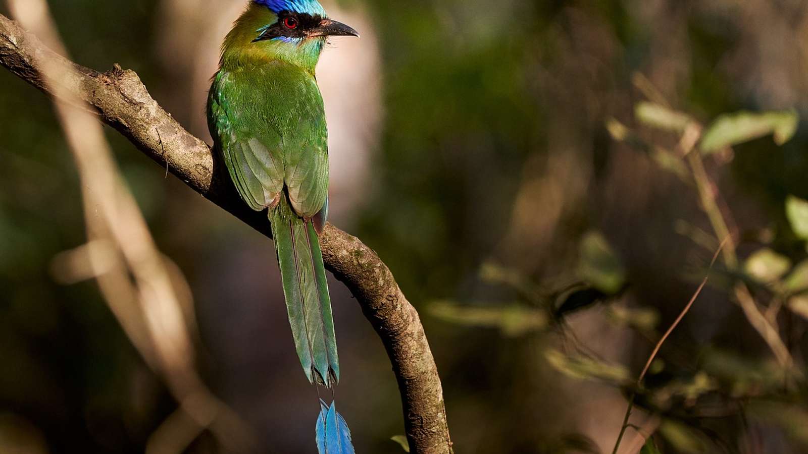 A blue-capped motmot, a related species, perched on a branch