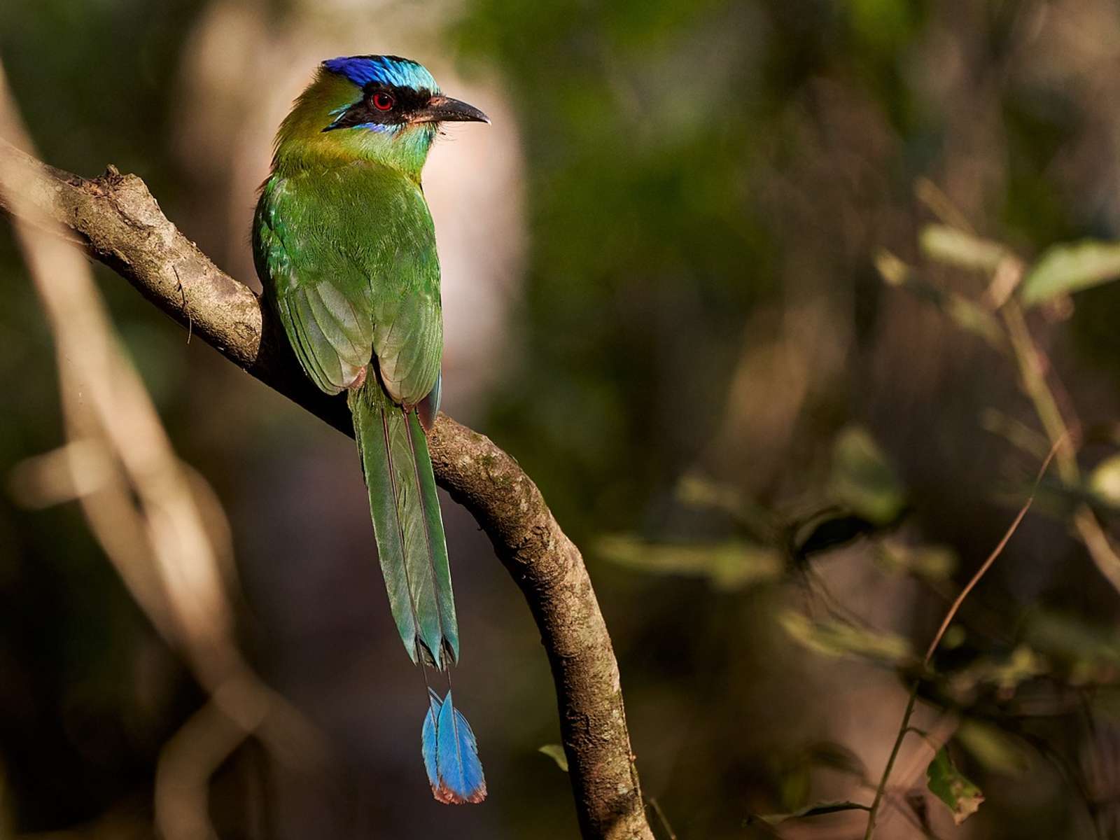 A blue-capped motmot, a related species, perched on a branch