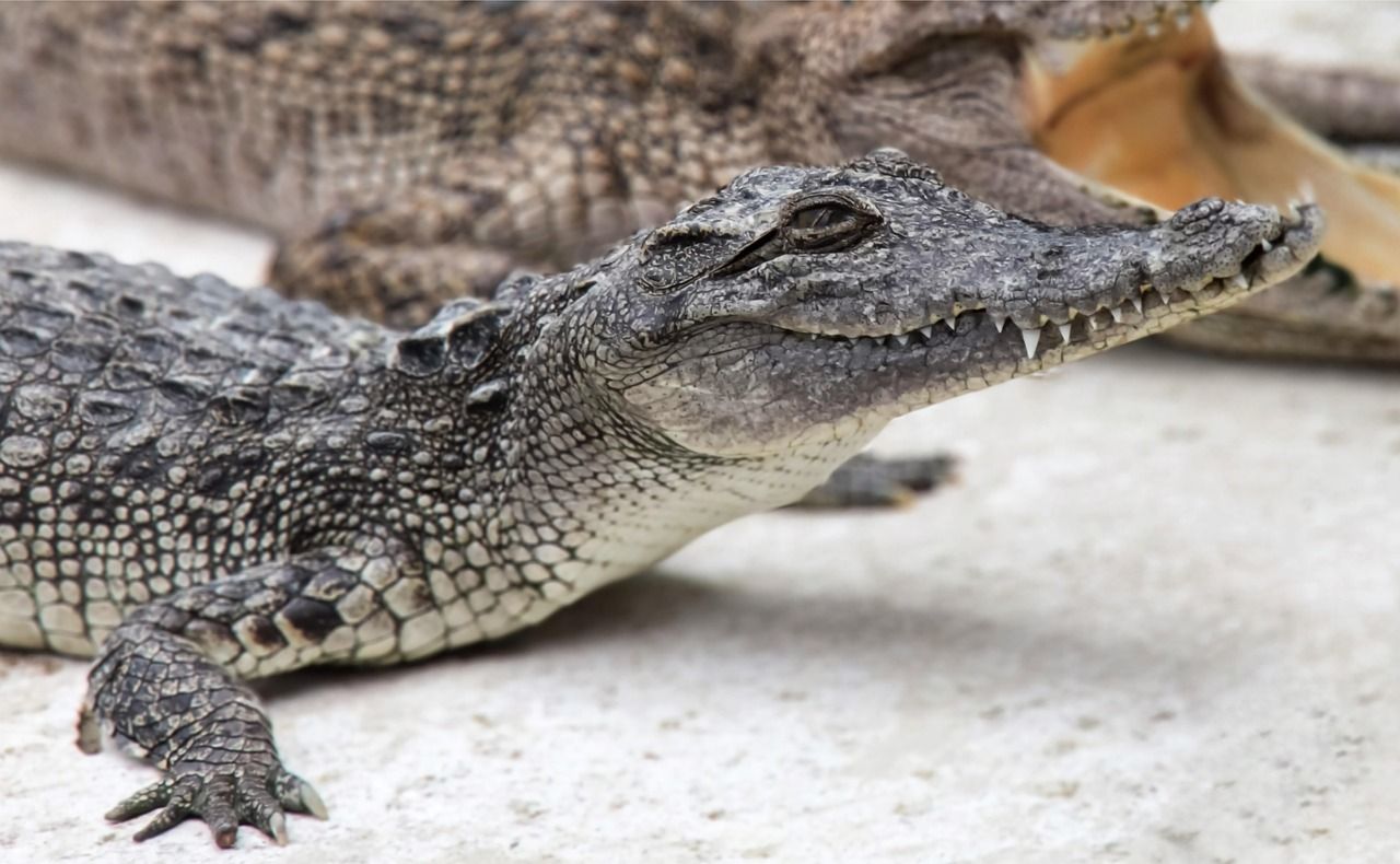 Close-up of a young crocodile resting on a pale concrete surface, with a larger crocodile behind it
