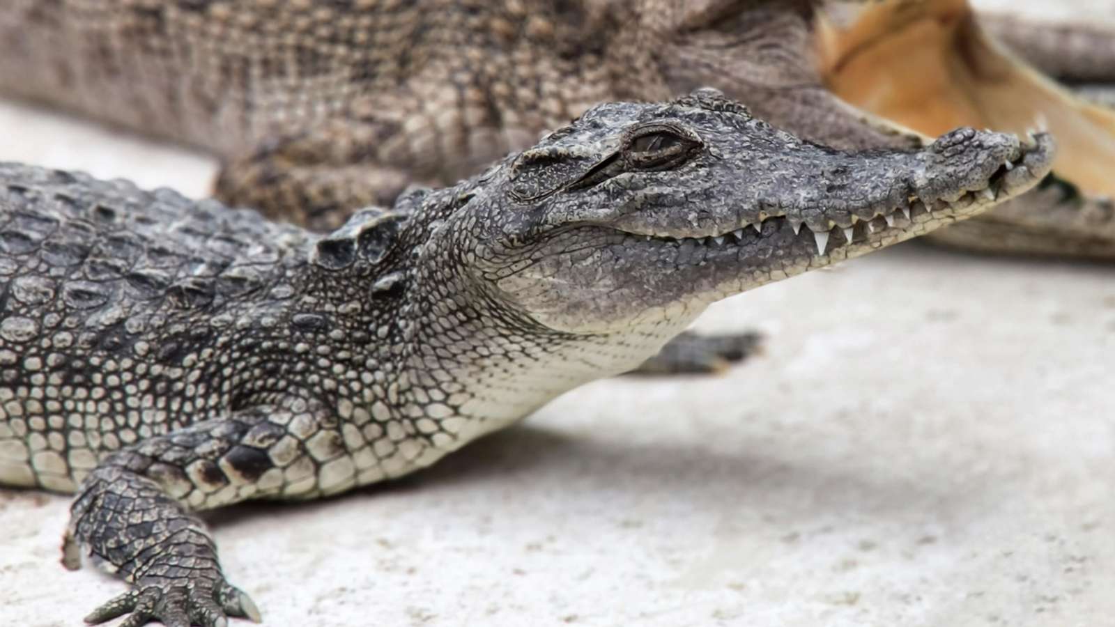 Close-up of a young crocodile resting on a pale concrete surface, with a larger crocodile behind it