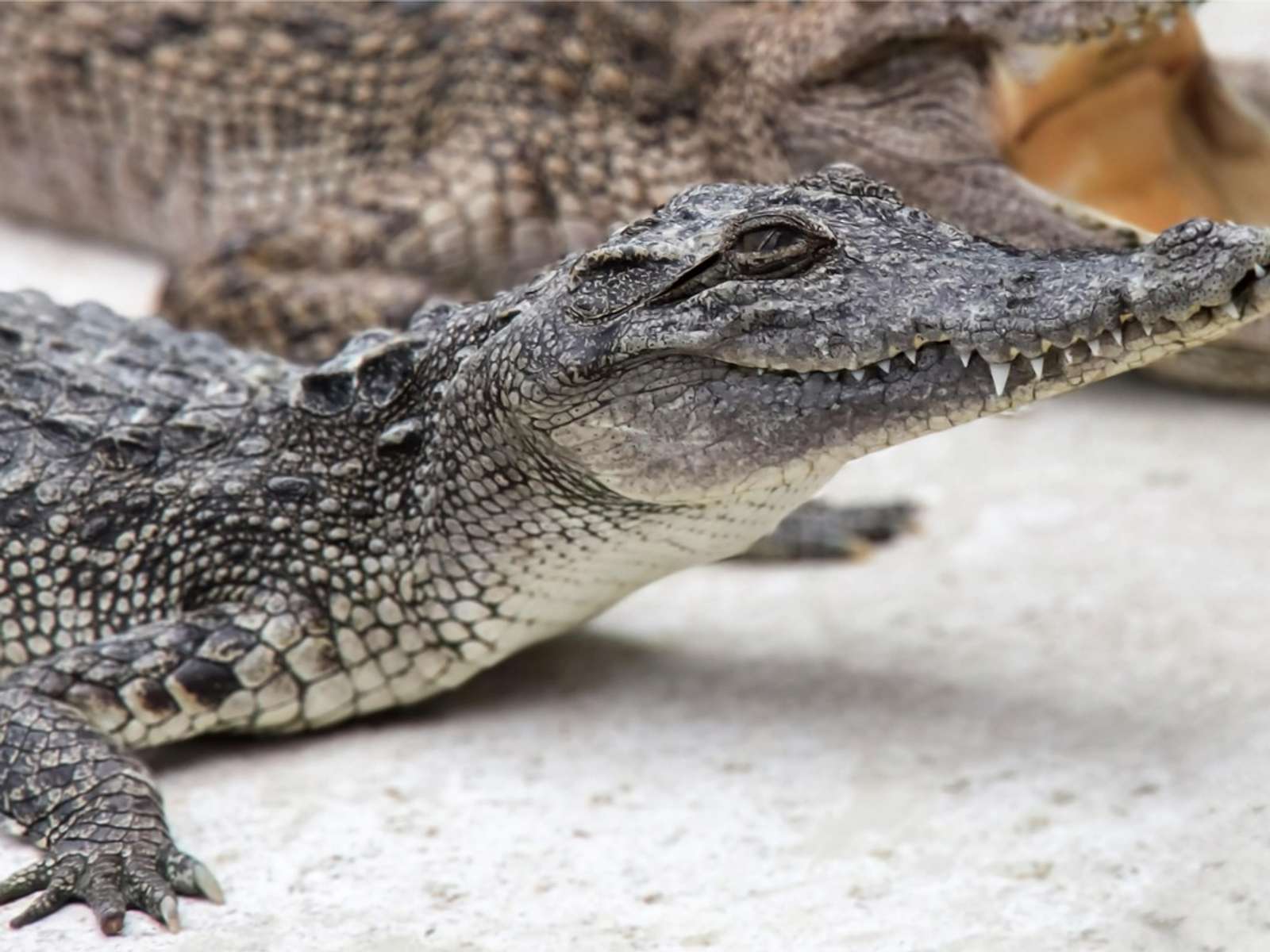 Close-up of a young crocodile resting on a pale concrete surface, with a larger crocodile behind it