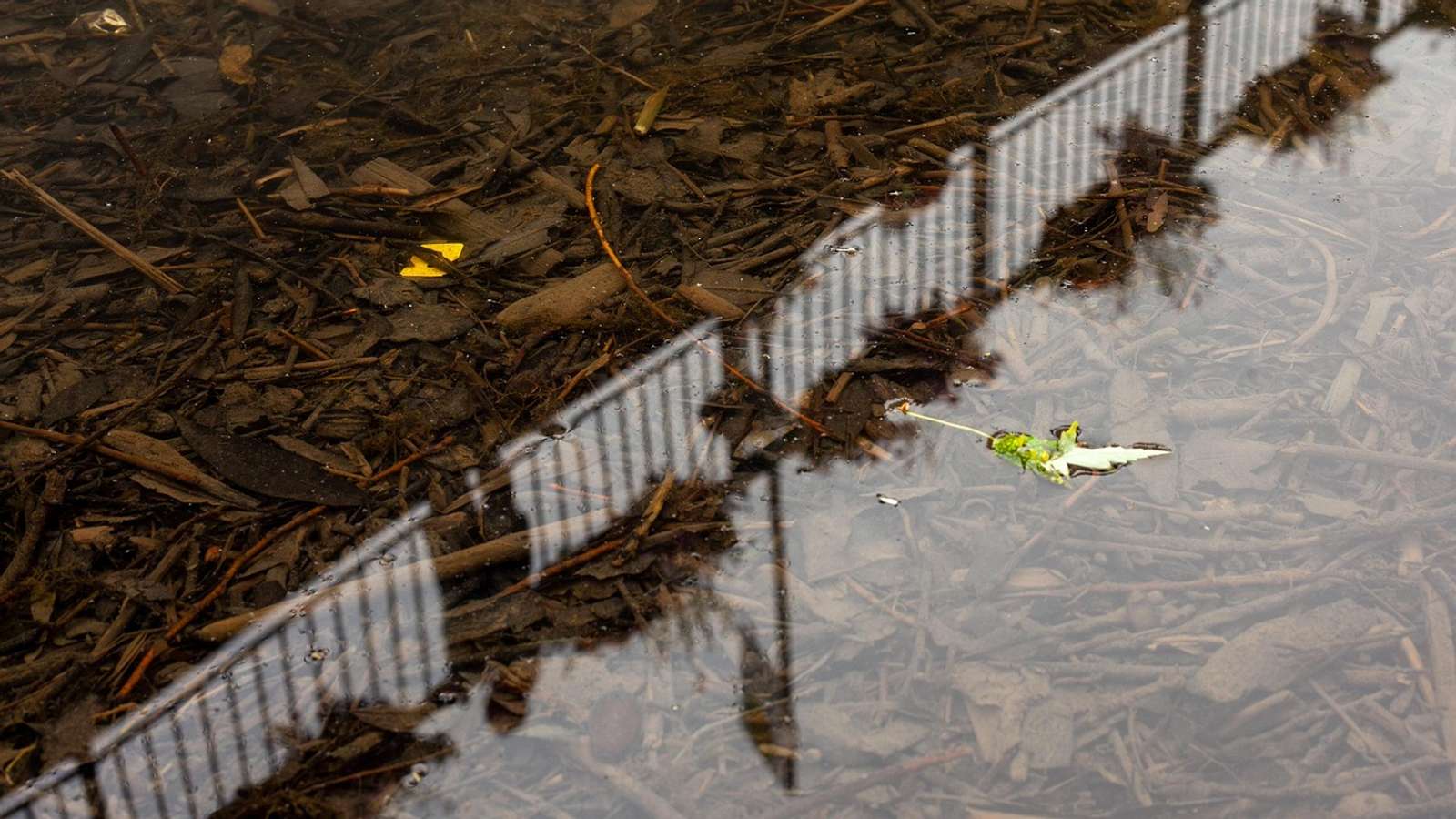 Plastic waste floating in a river