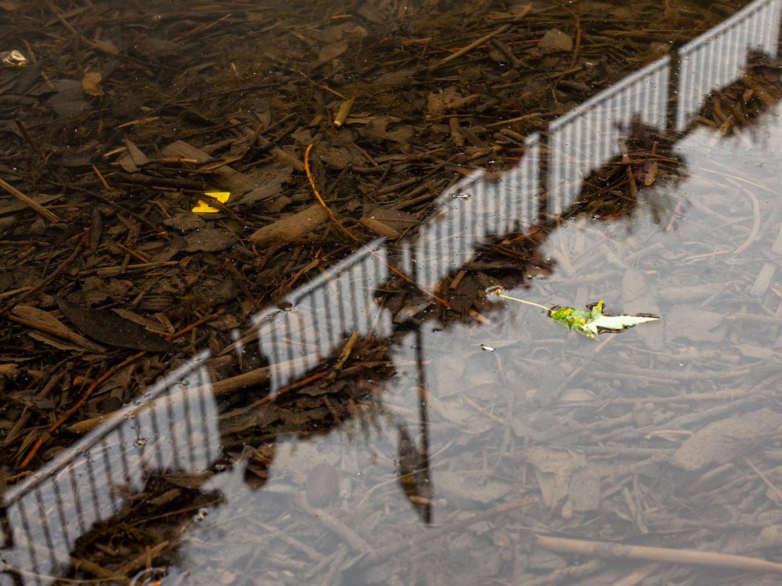 Plastic waste floating in a river
