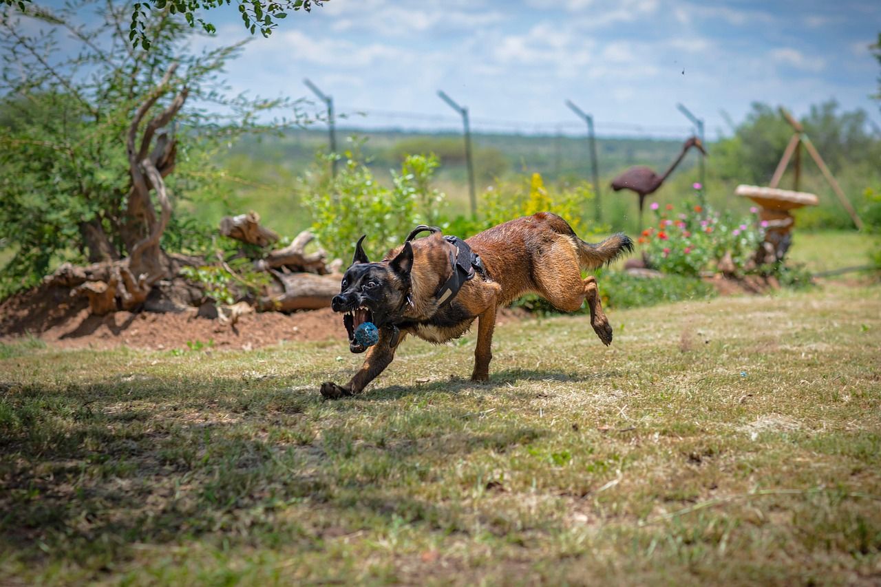 A Belgian Malinois dog playing fetch outdoors