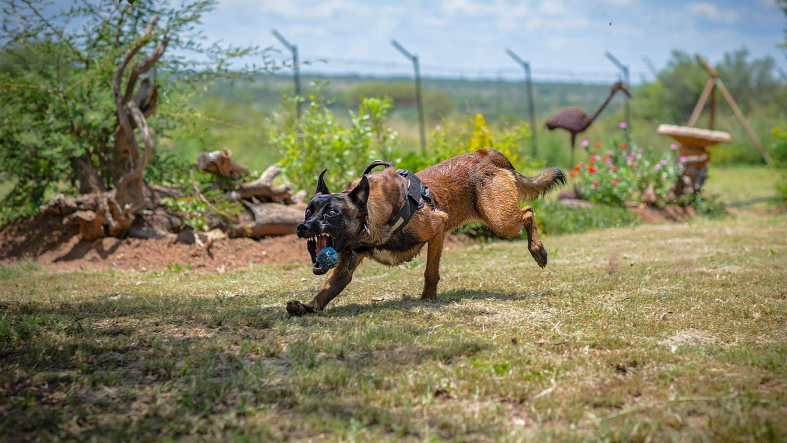 A Belgian Malinois dog playing fetch outdoors