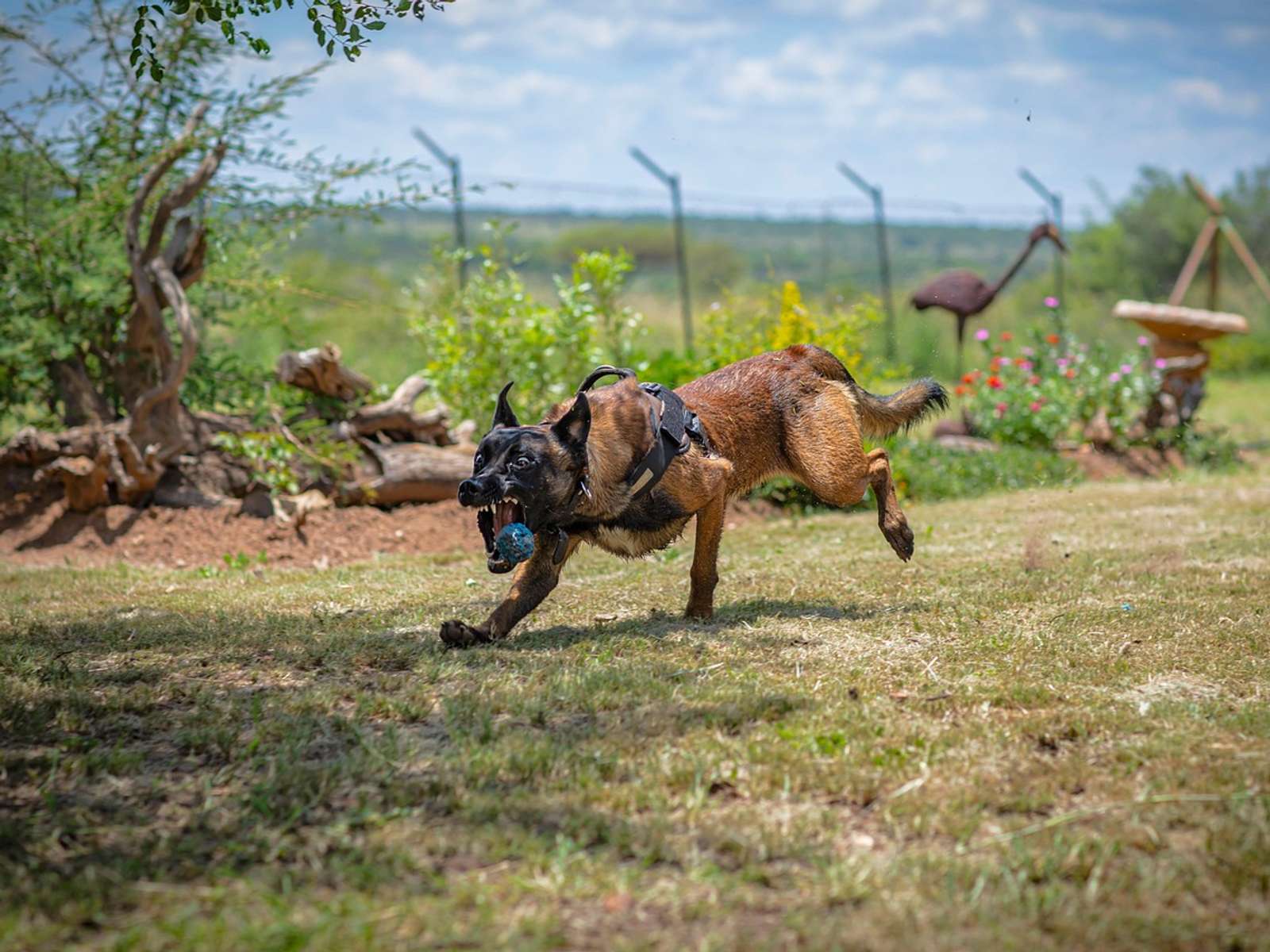 A Belgian Malinois dog playing fetch outdoors
