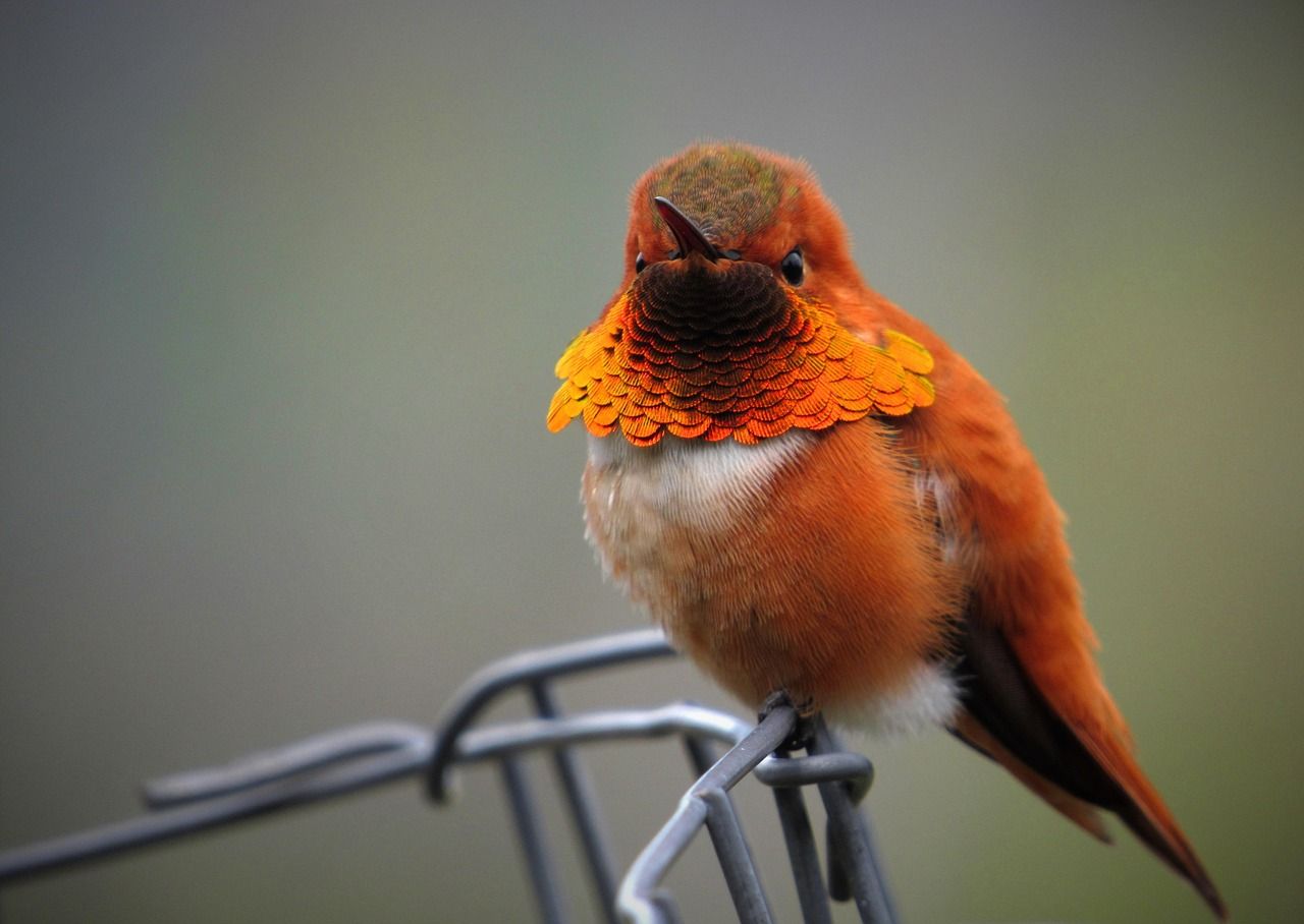 A rufous hummingbird