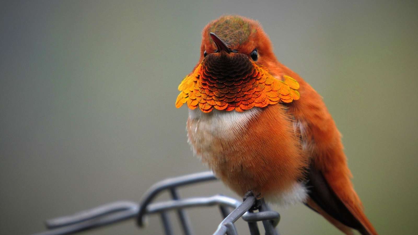 A rufous hummingbird