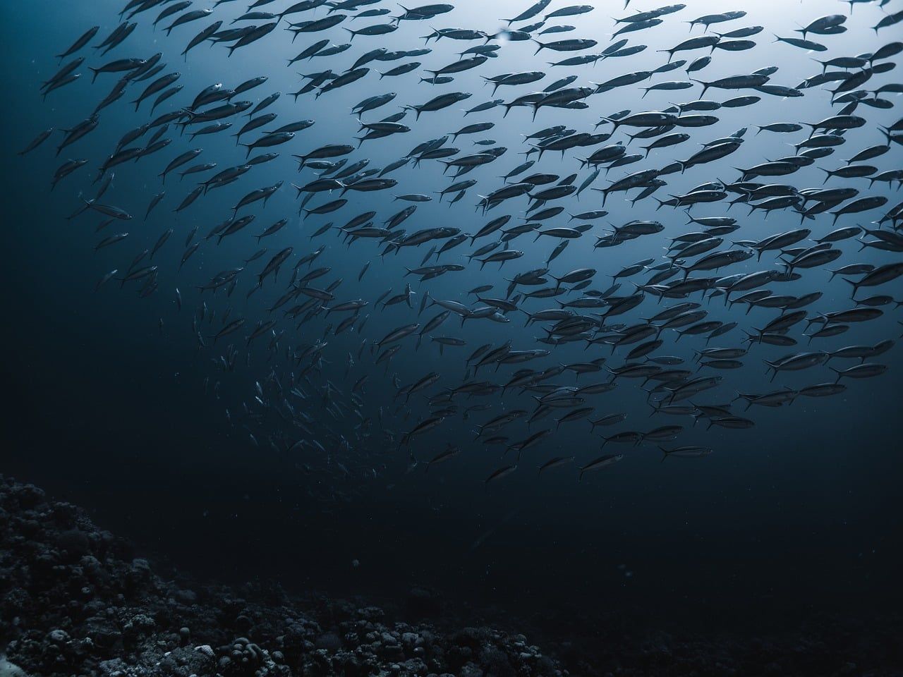 A large school of fish swimming in deep blue water above the seabed