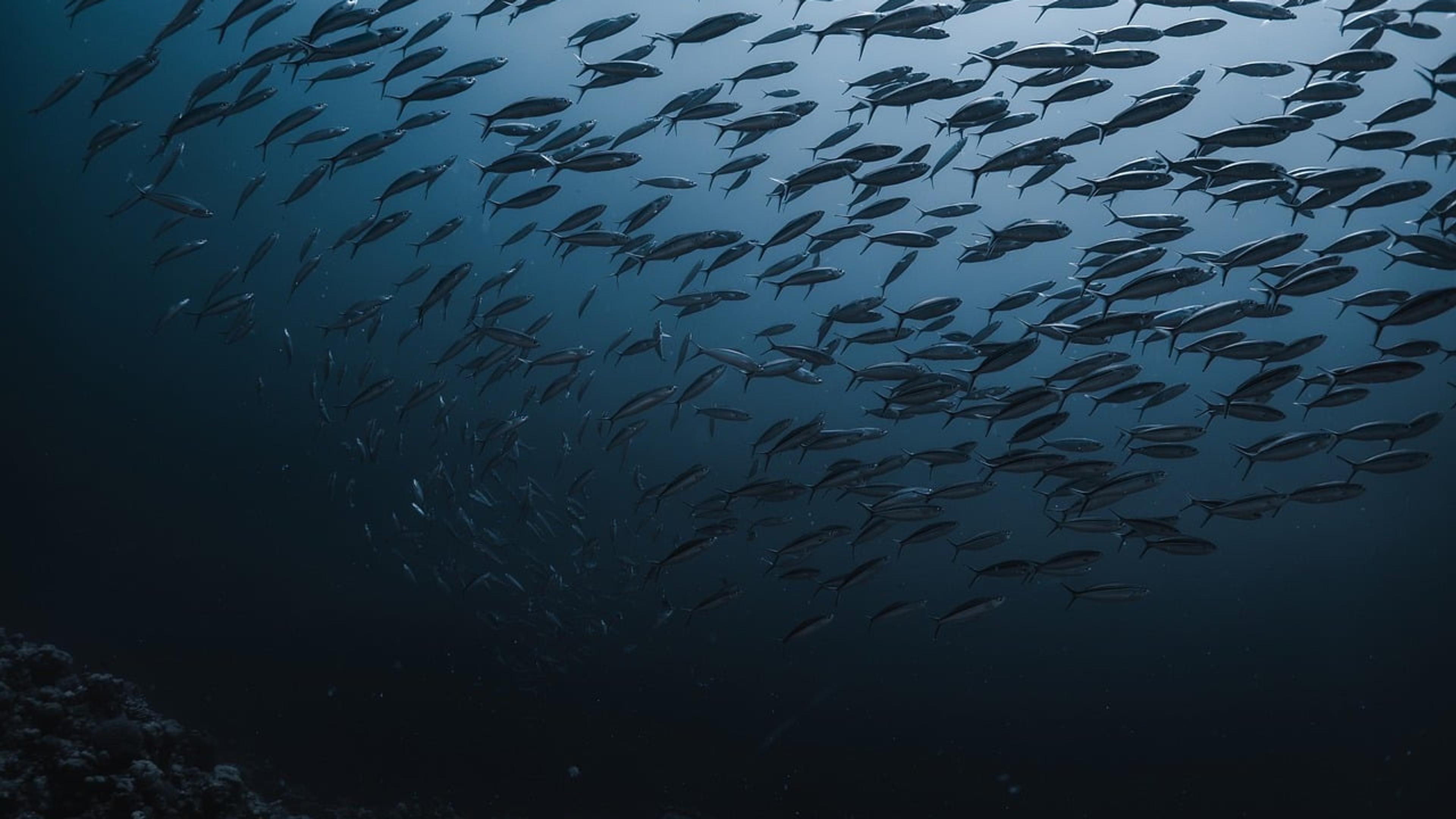 A large school of fish swimming in deep blue water above the seabed
