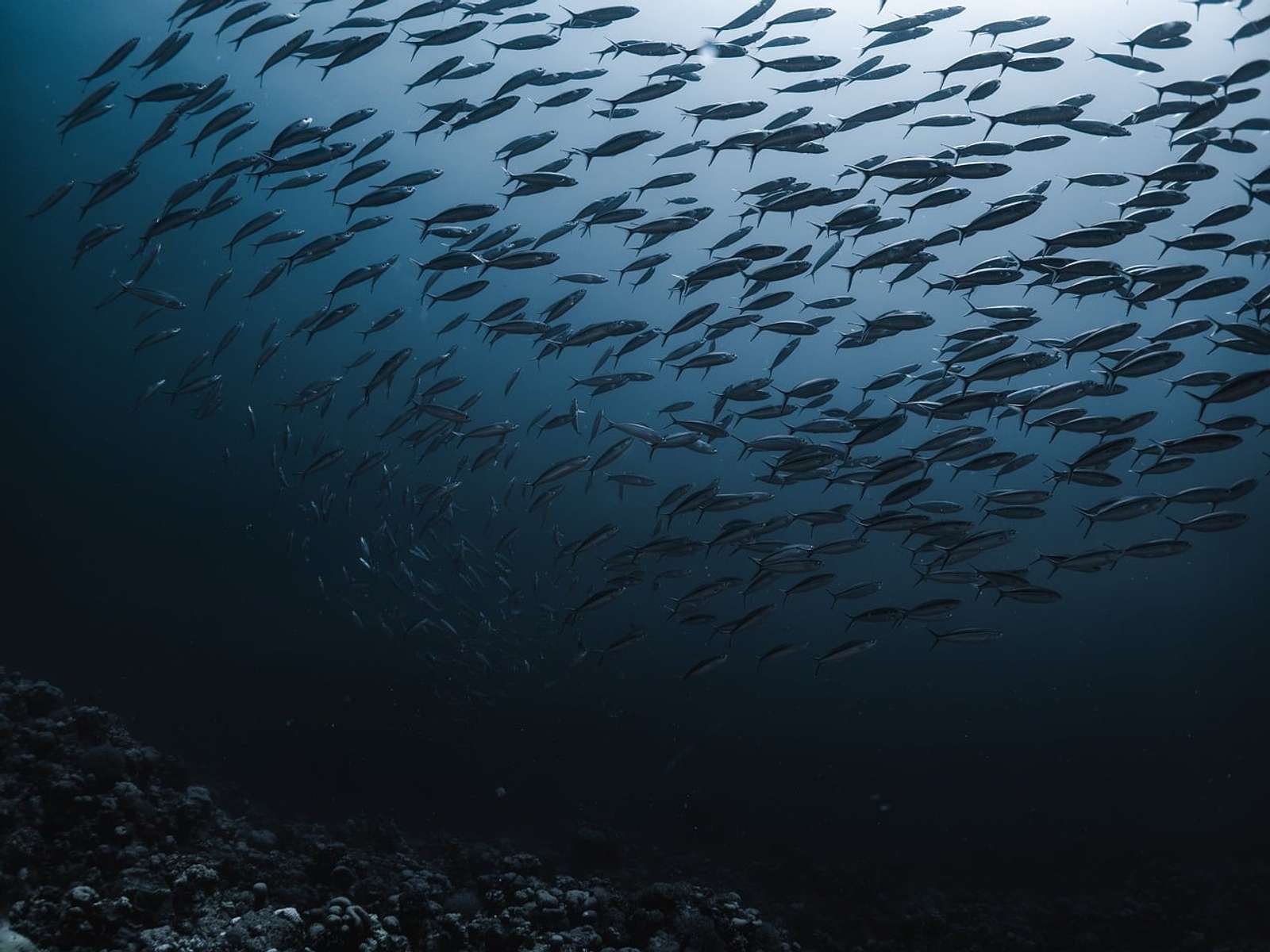 A large school of fish swimming in deep blue water above the seabed