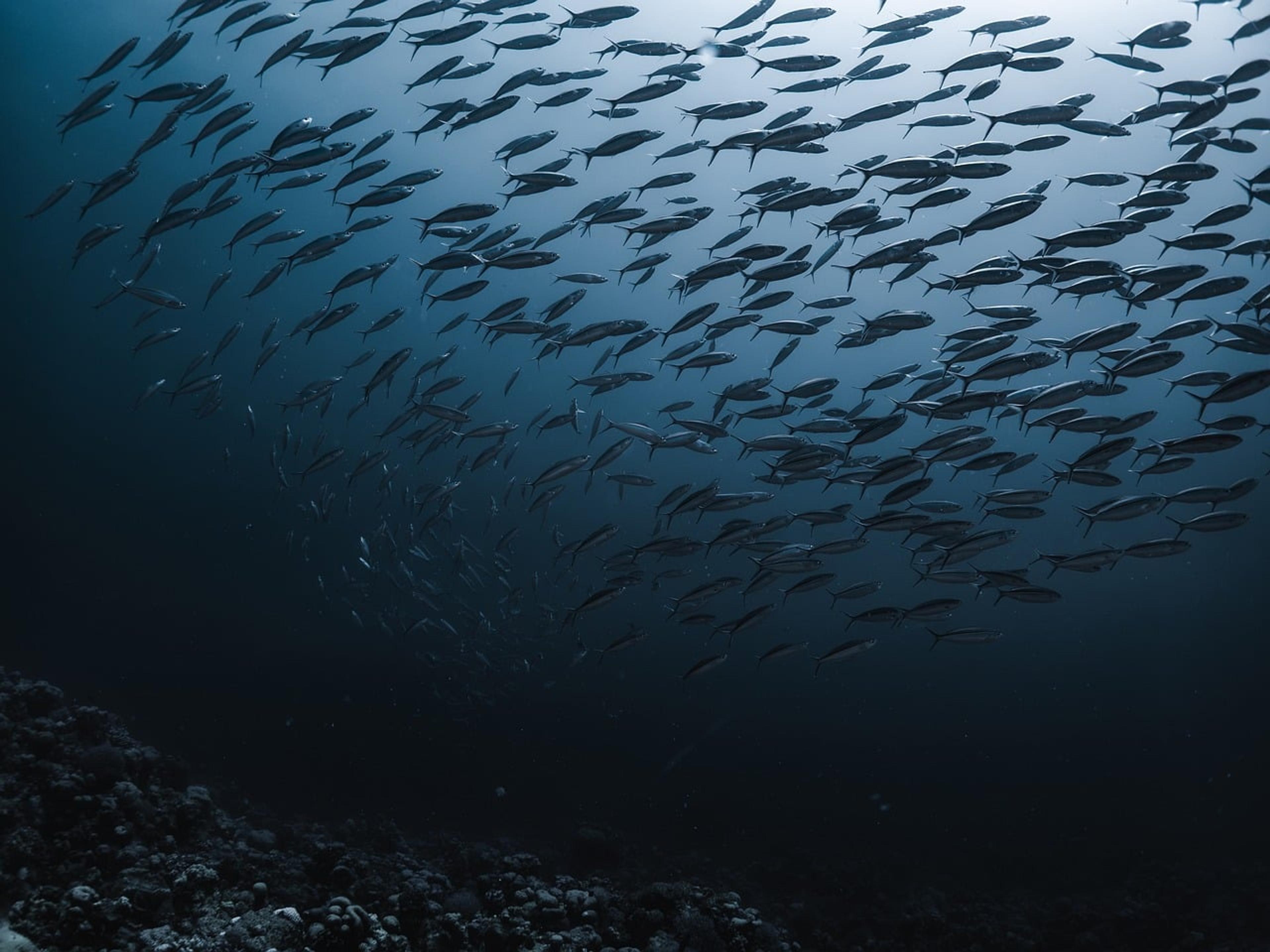 A large school of fish swimming in deep blue water above the seabed
