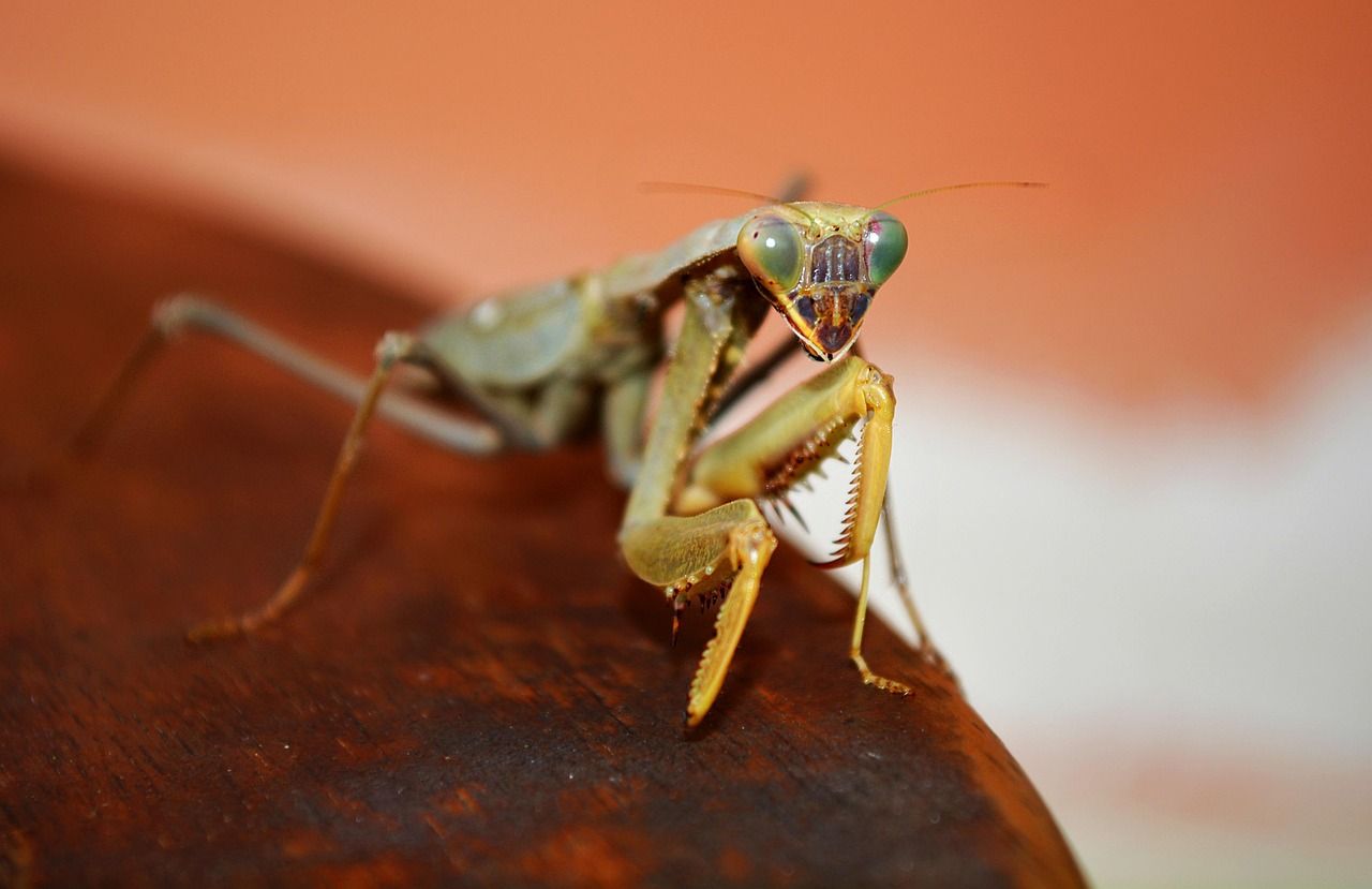 Close-up of a cricket on a forest leaf, a relative of New Zealand's giant wētā