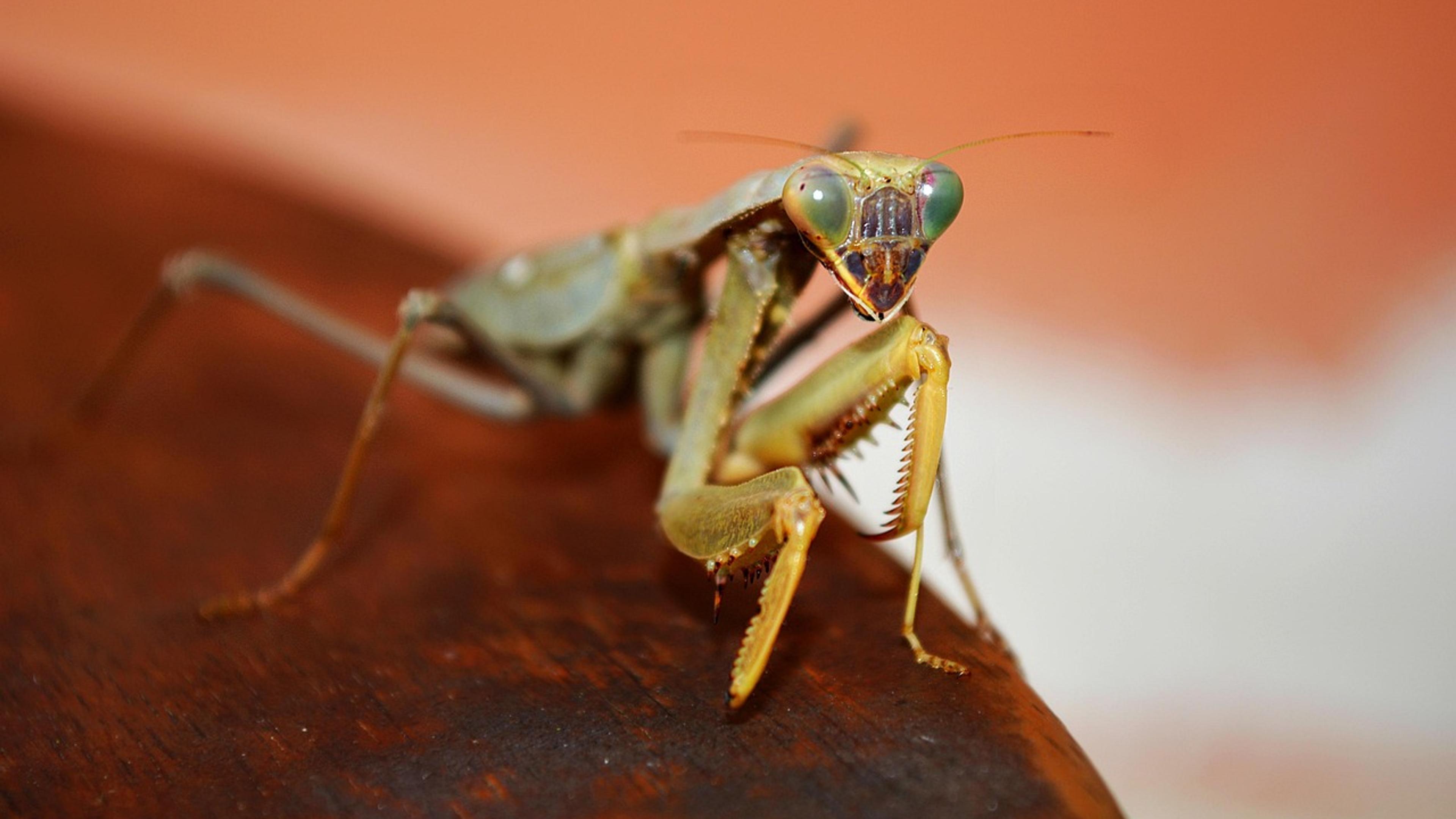 Close-up of a cricket on a forest leaf, a relative of New Zealand's giant wētā