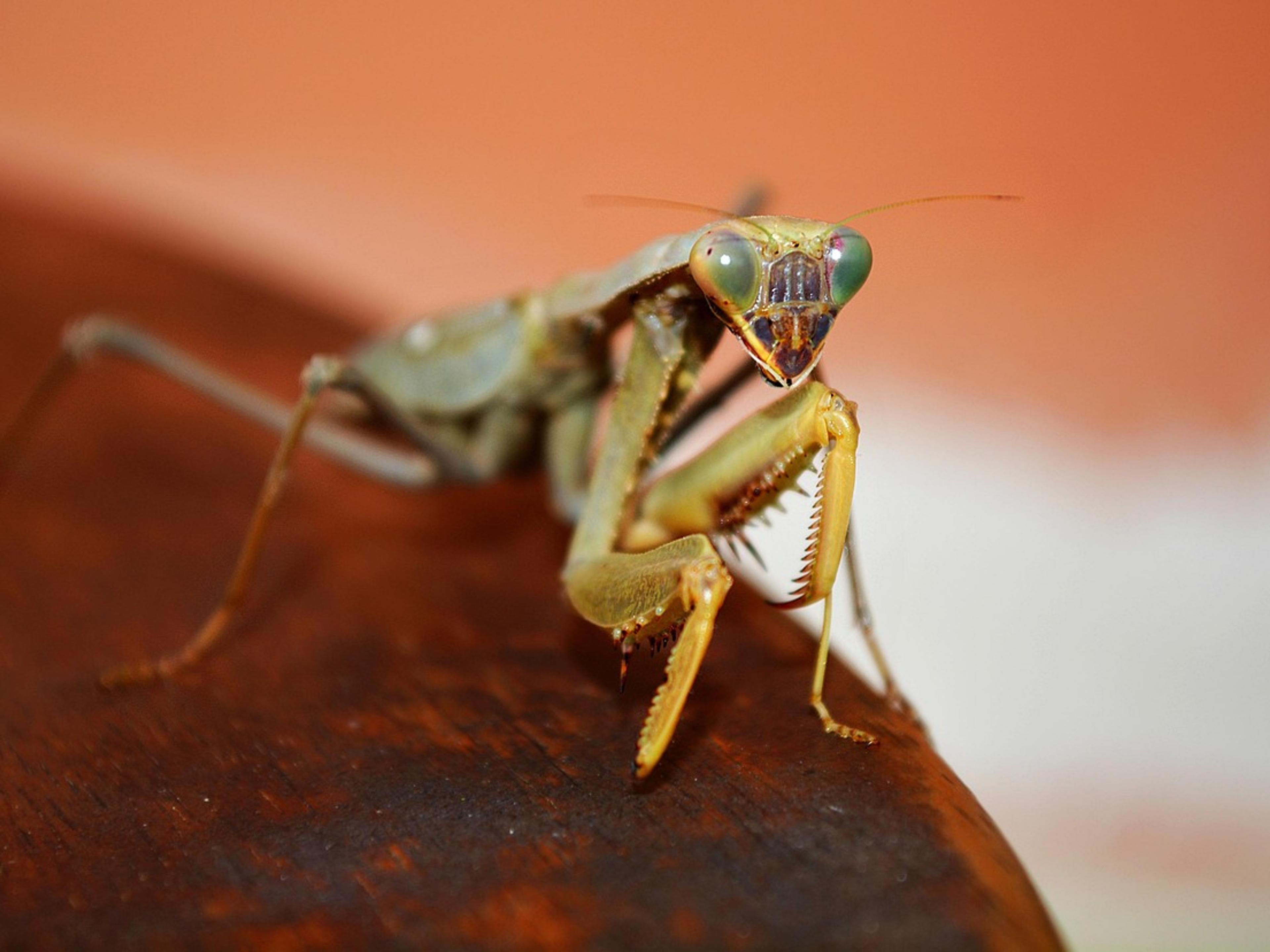 Close-up of a cricket on a forest leaf, a relative of New Zealand's giant wētā