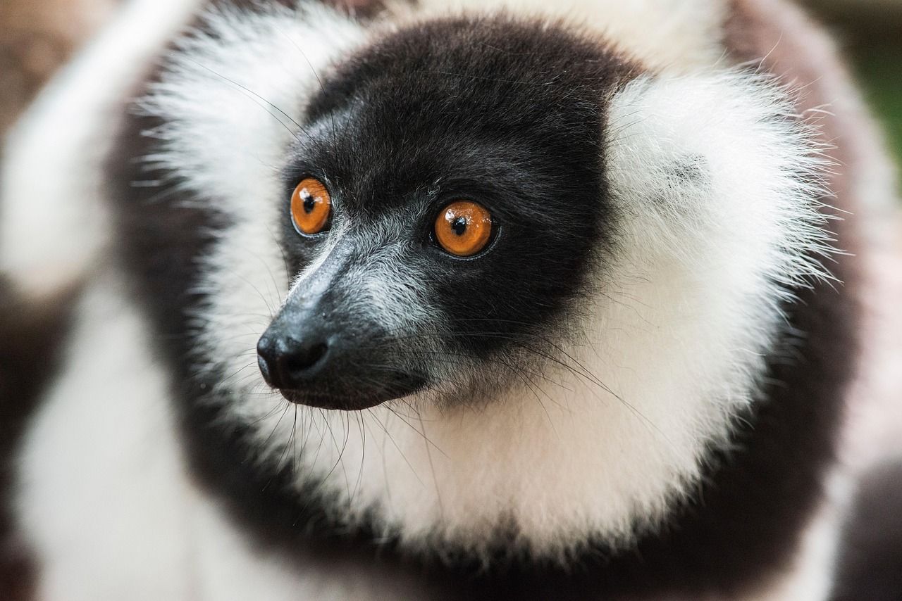 A black-and-white ruffed lemur sitting on a branch in the forest