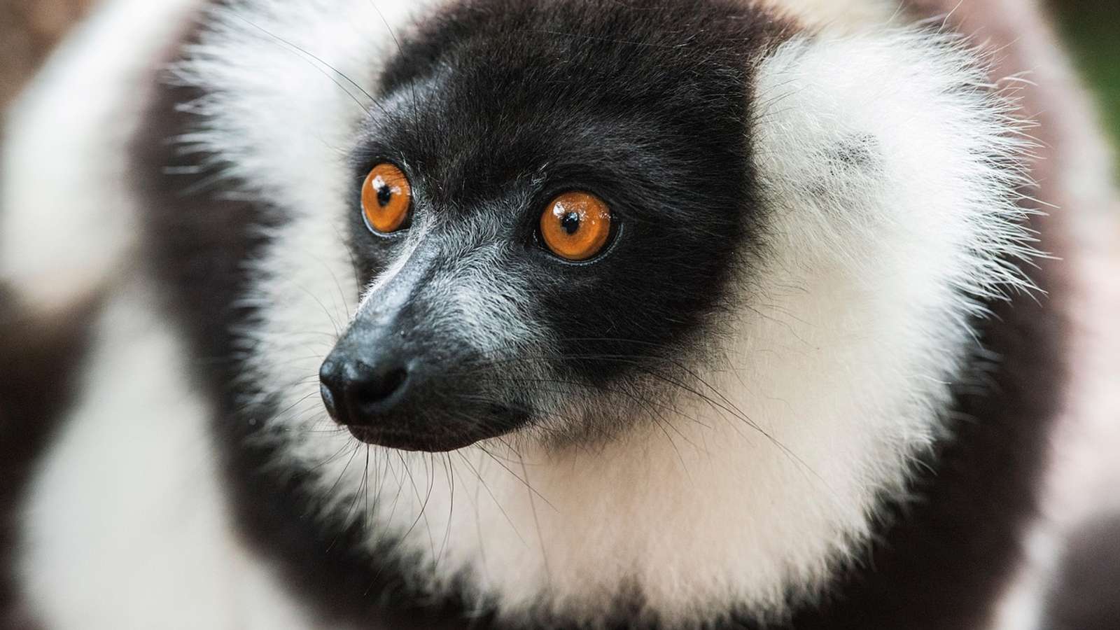 A black-and-white ruffed lemur sitting on a branch in the forest