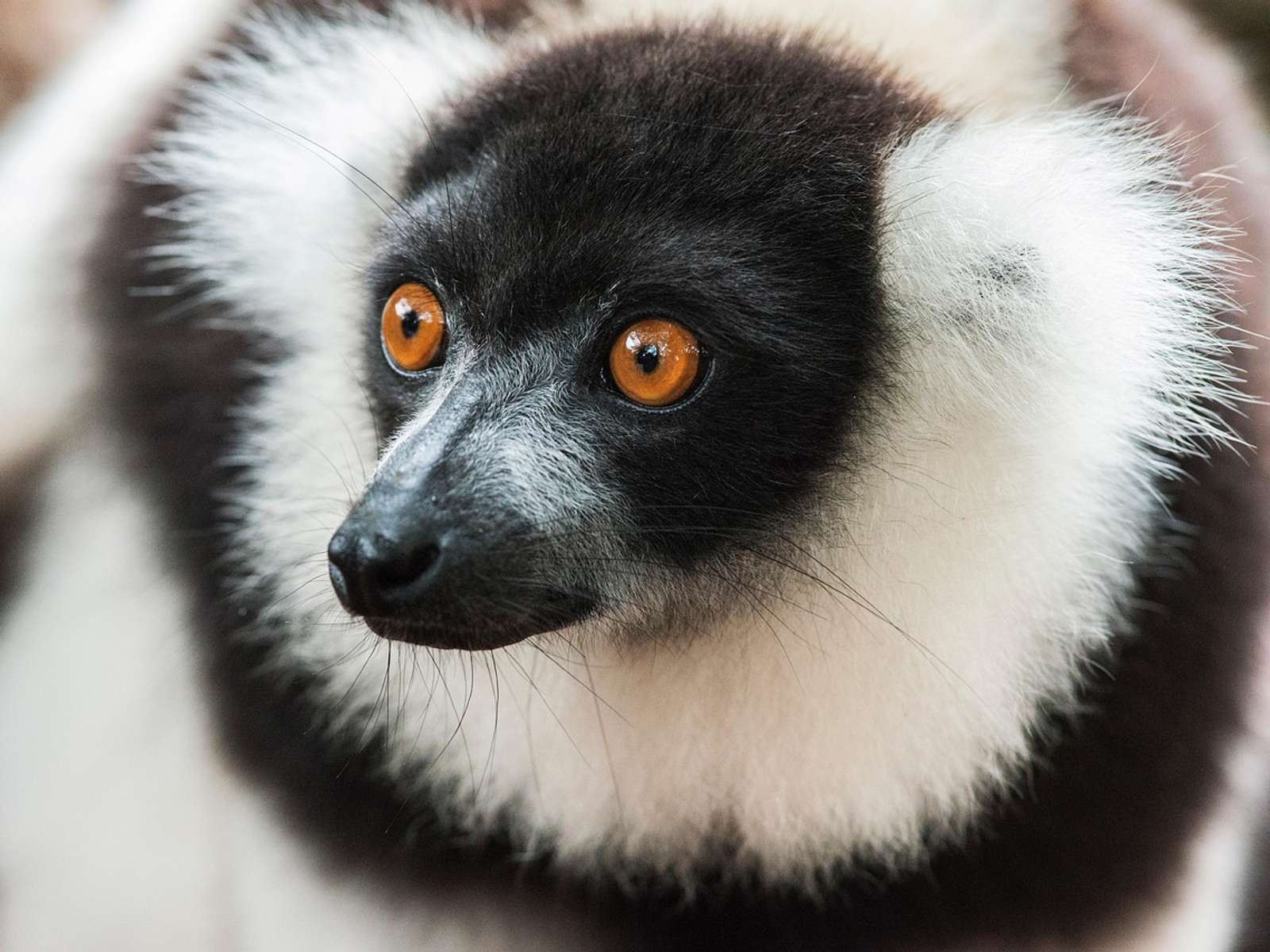 A black-and-white ruffed lemur sitting on a branch in the forest