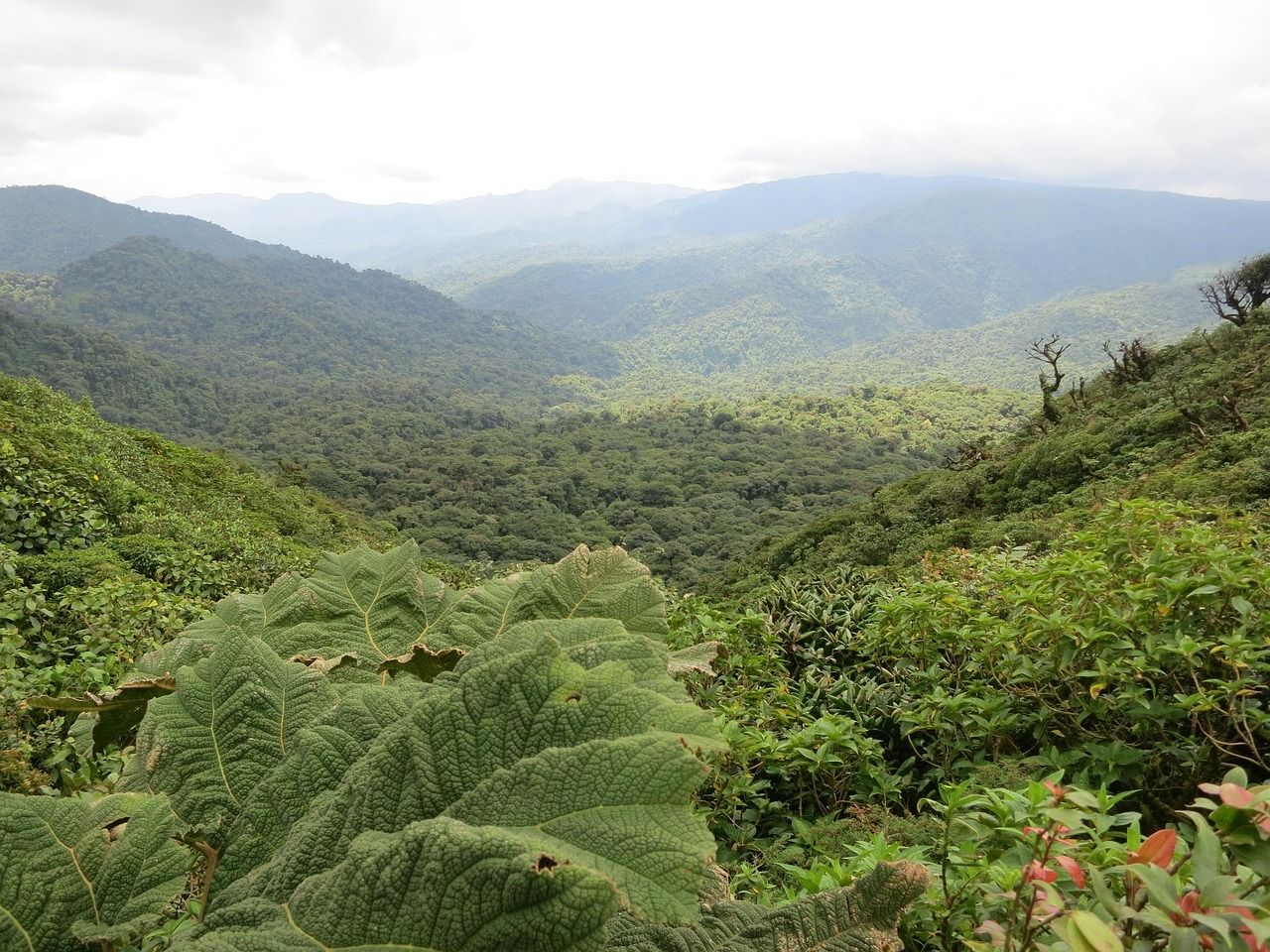 Forest at Monteverde, Costa Rica