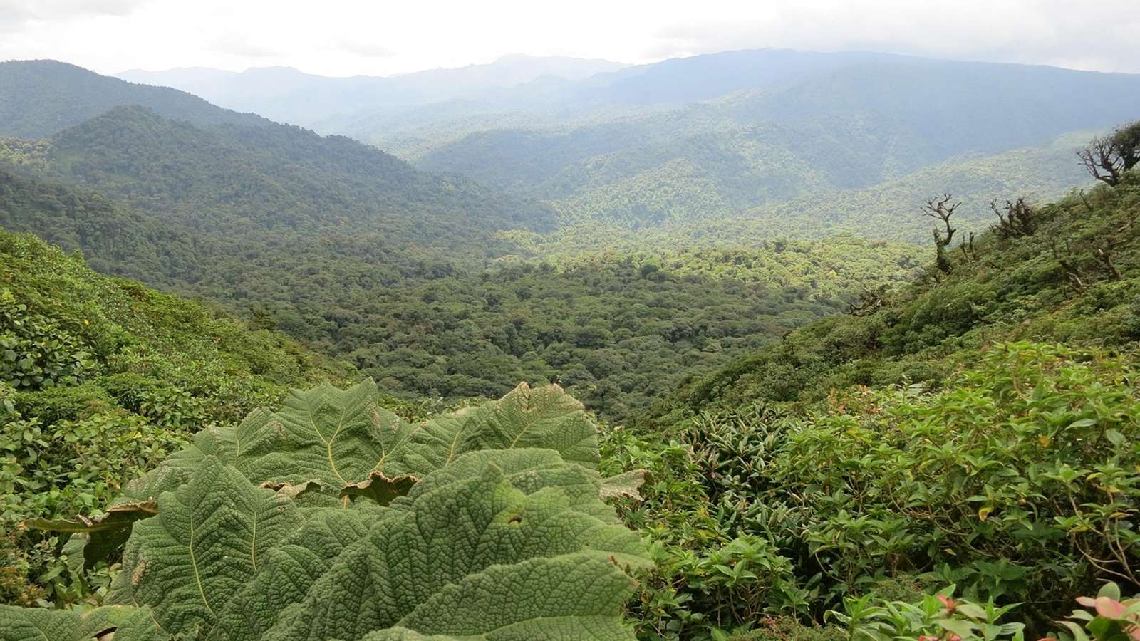 Forest at Monteverde, Costa Rica