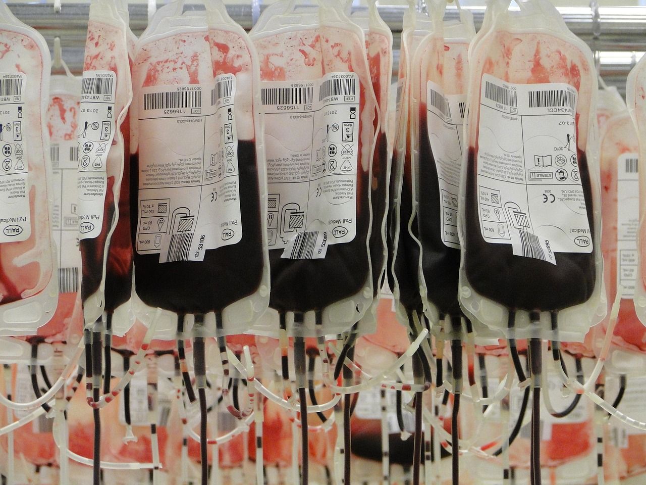 Bags of donated red blood cells hanging side by side