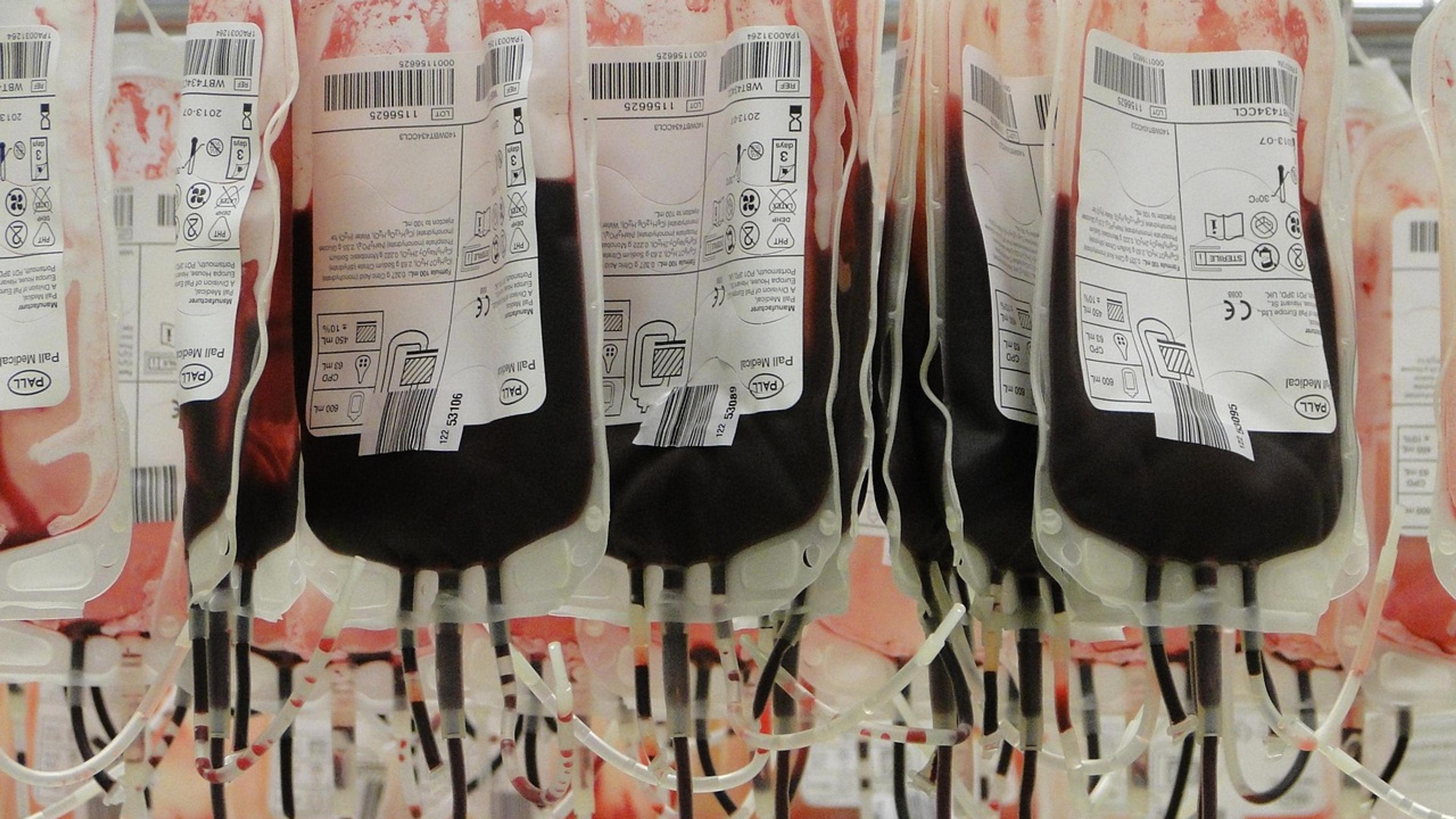 Bags of donated red blood cells hanging side by side