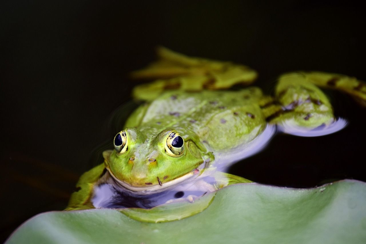 A green frog resting in shallow water among plants