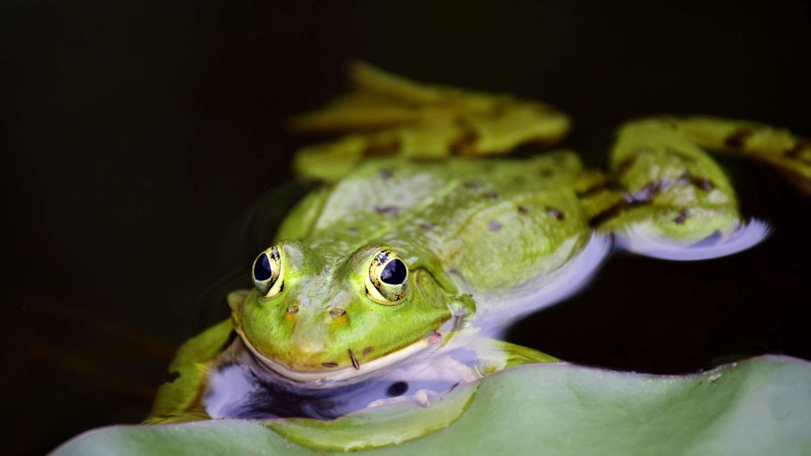 A green frog resting in shallow water among plants